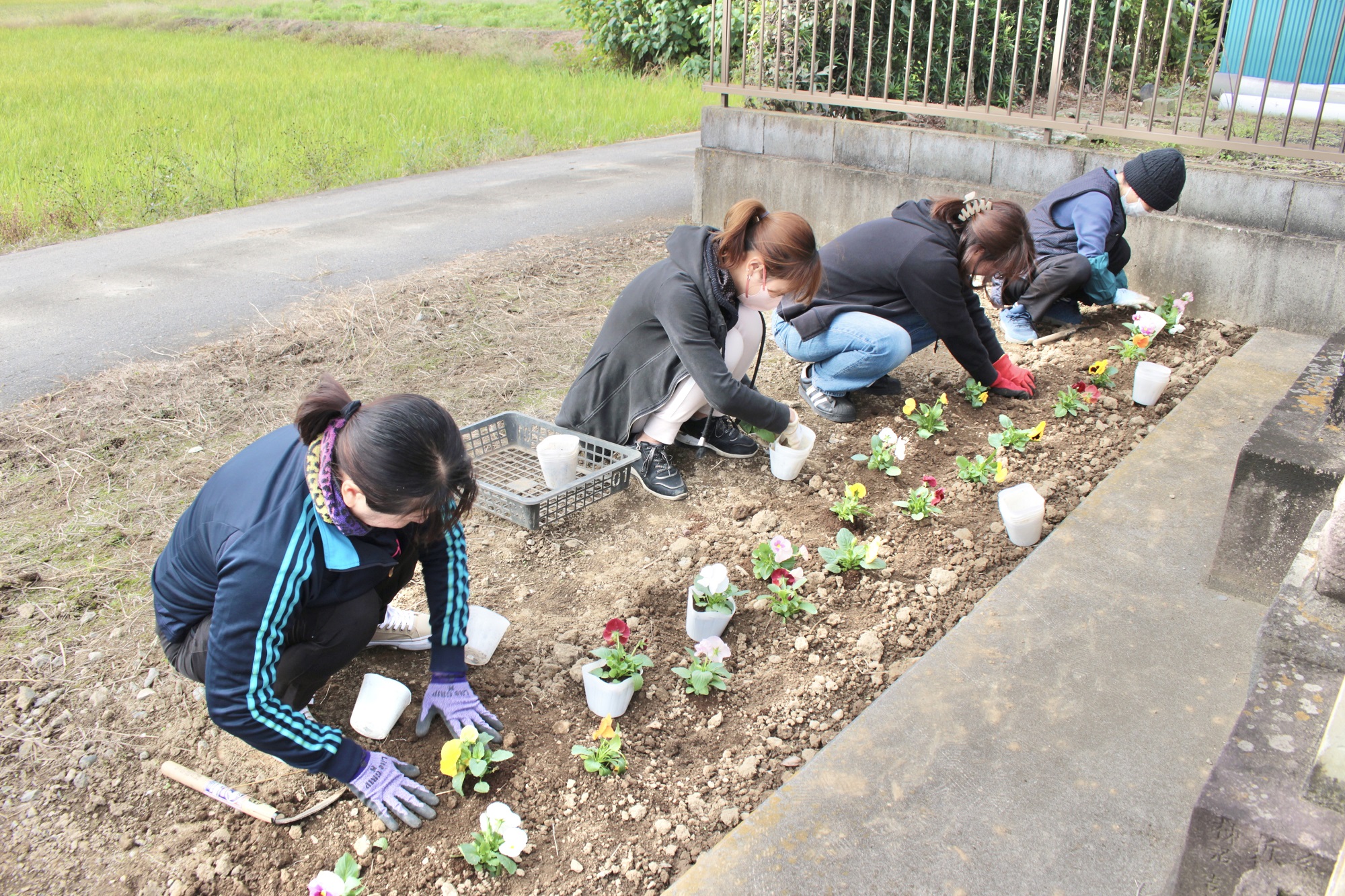パンジーを植える様子