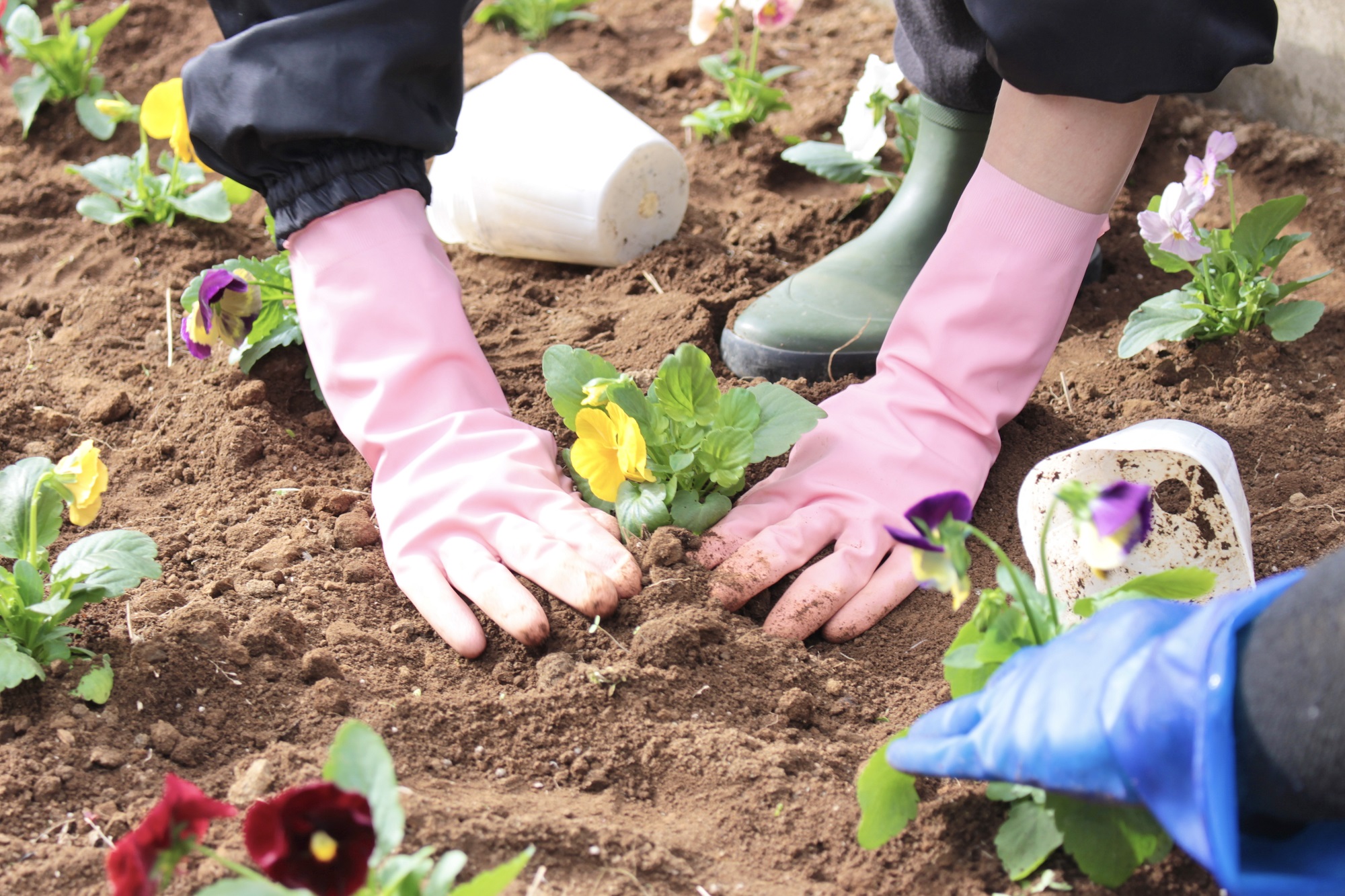 等間隔にパンジーを植える様子
