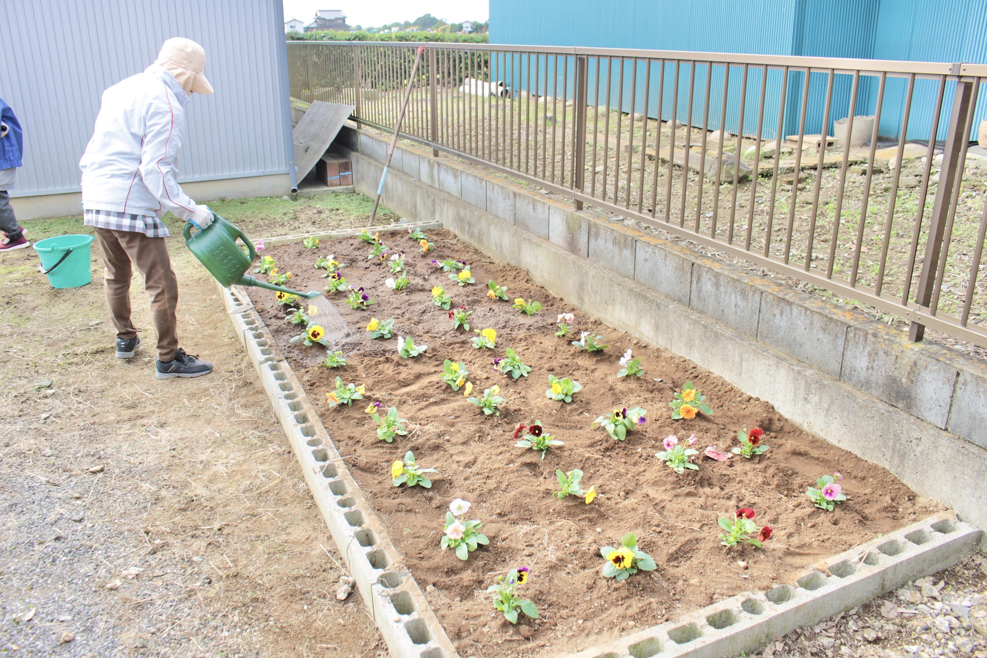 植えたパンジーに水やりをする様子