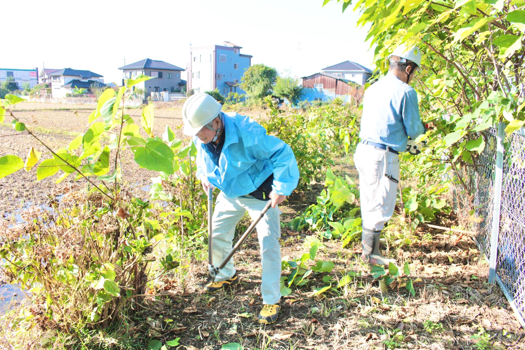 アジサイ周りの除草をする様子