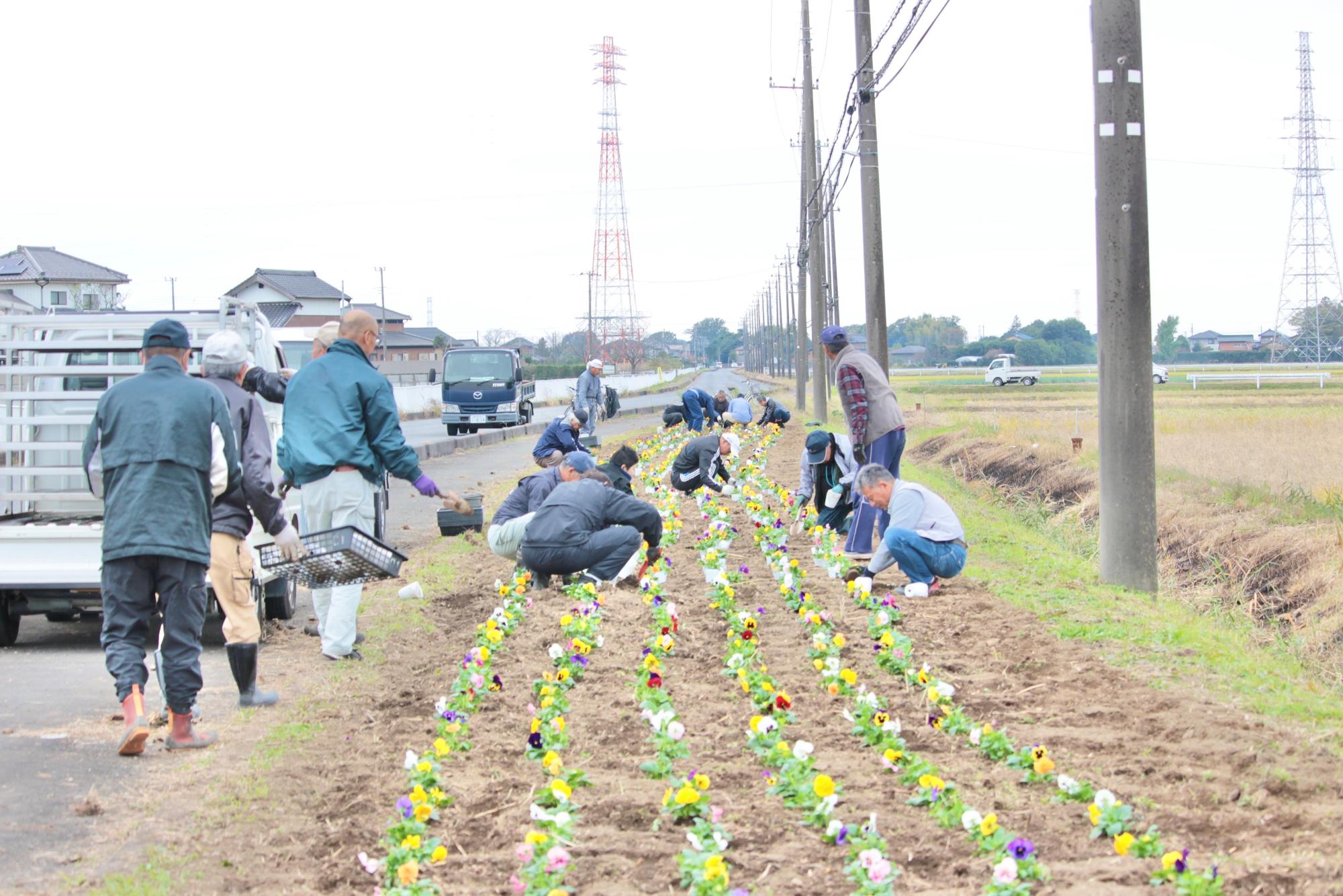 1,200株のパンジーを植える人たち