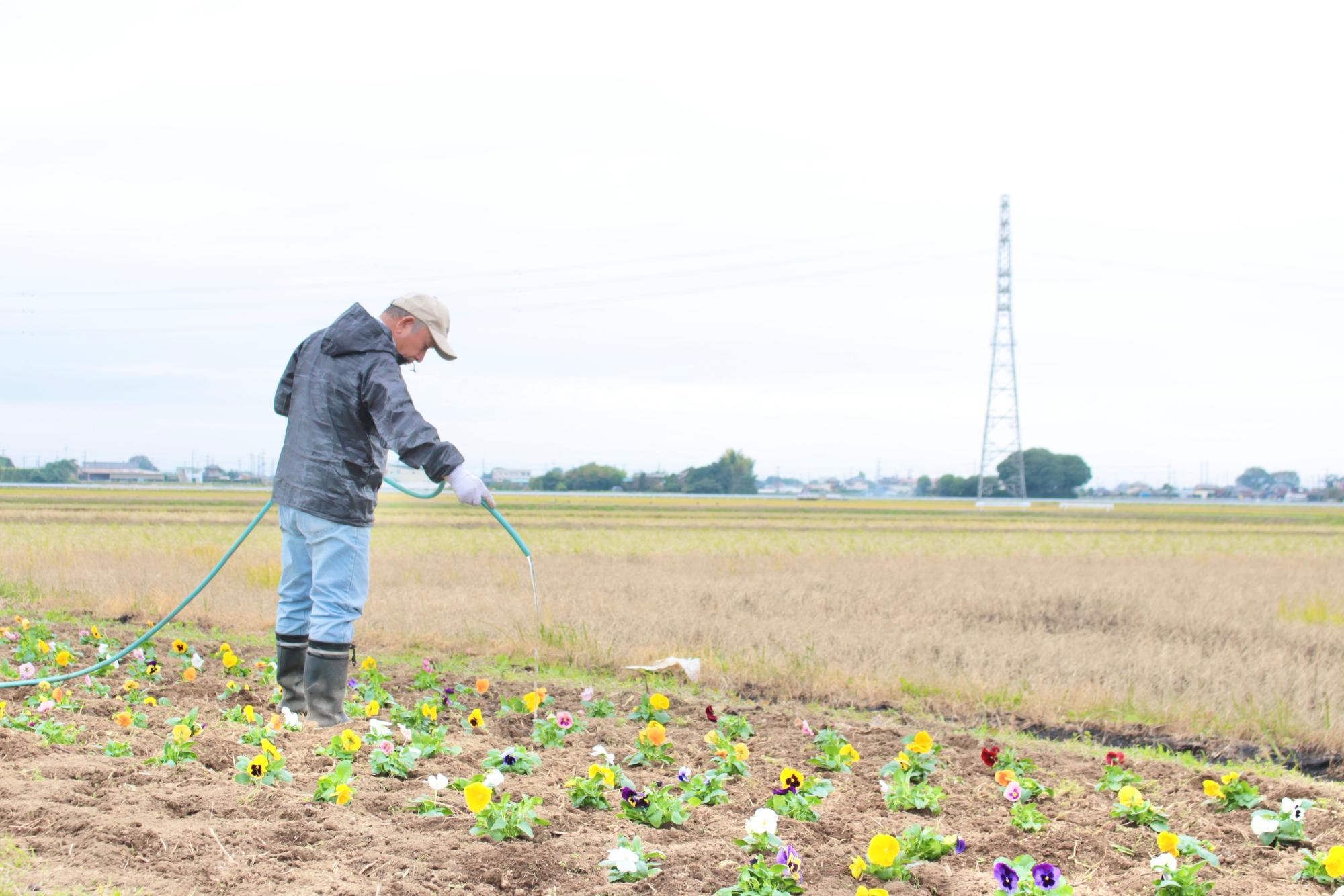 植え終わった花に水をやる様子
