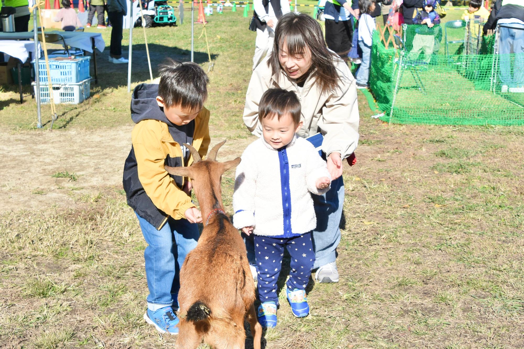 ヤギに餌やりをする親子