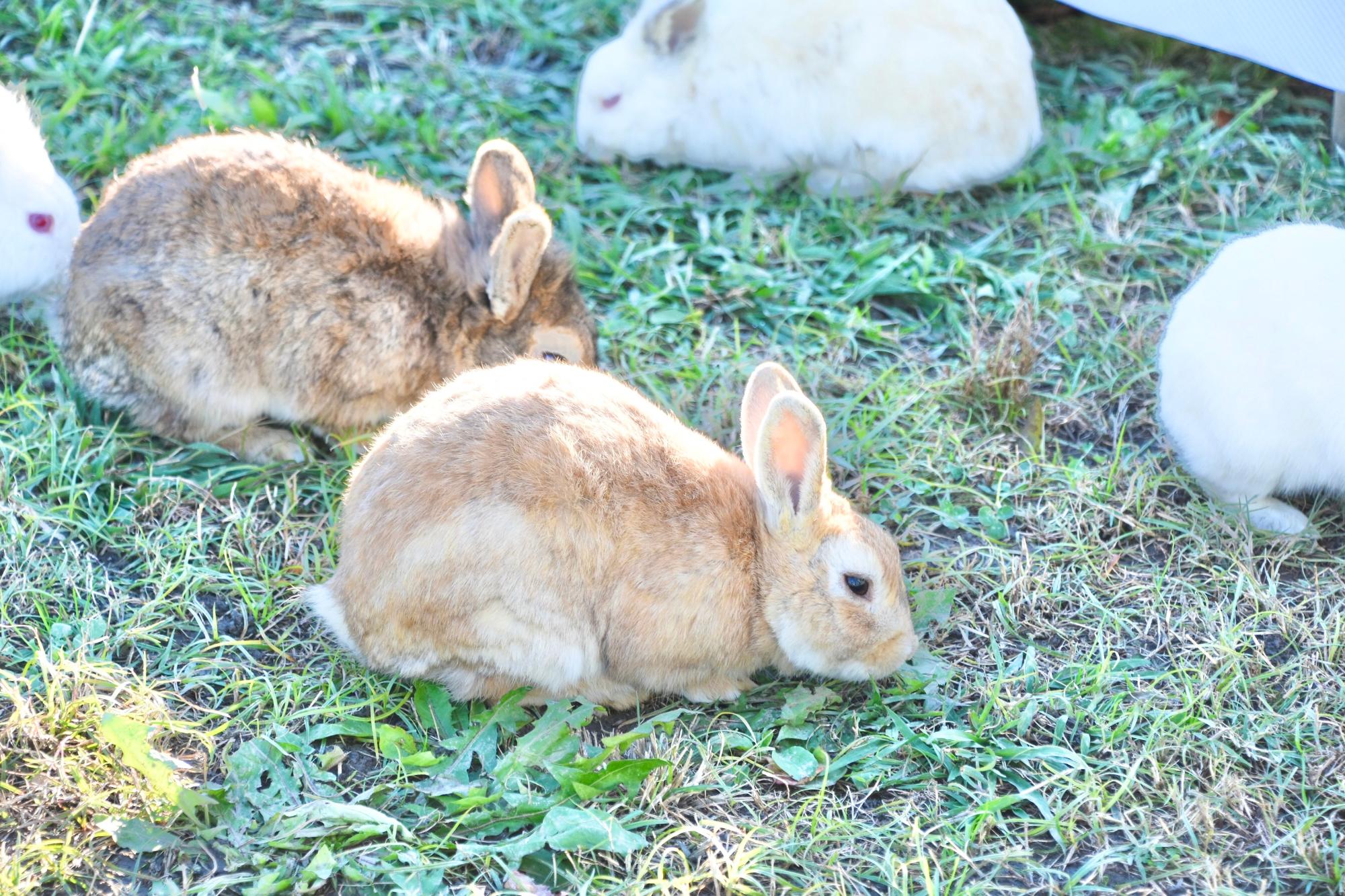 ふれあいコーナーのうさぎ