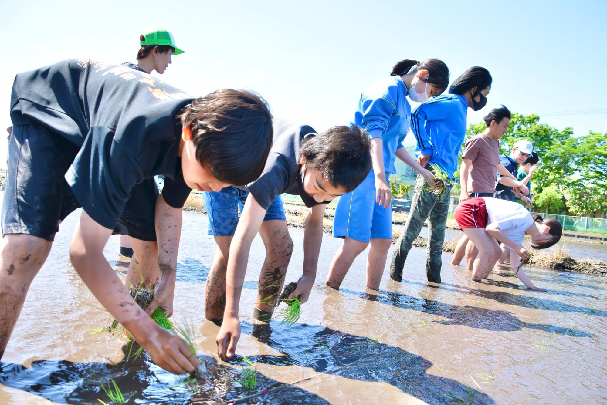 泥だらけになりながら田植えをする生徒たち