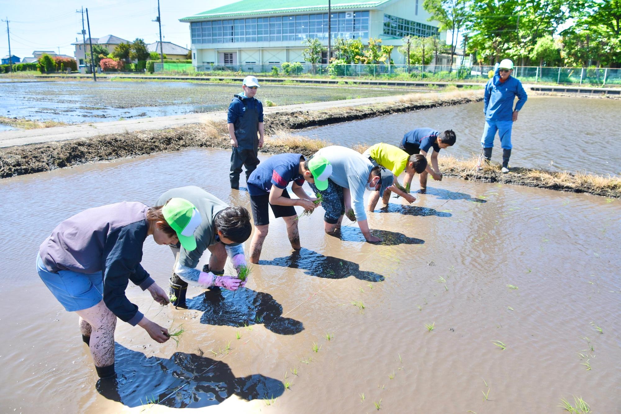 横一列になって田植えを進める様子