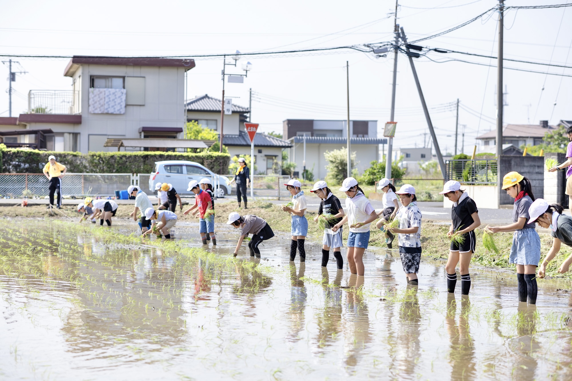 黙々と苗を植えていく子どもたち