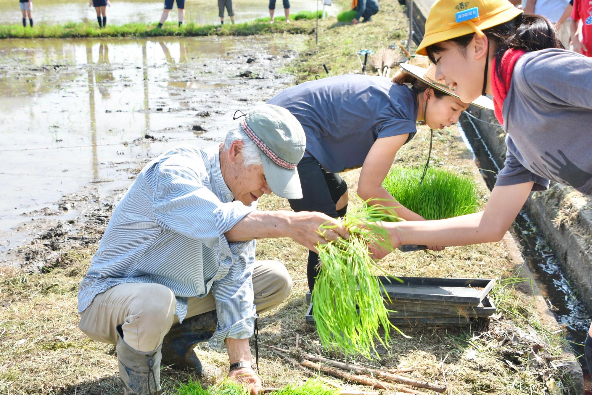 苗代から一人一人に苗を配る様子