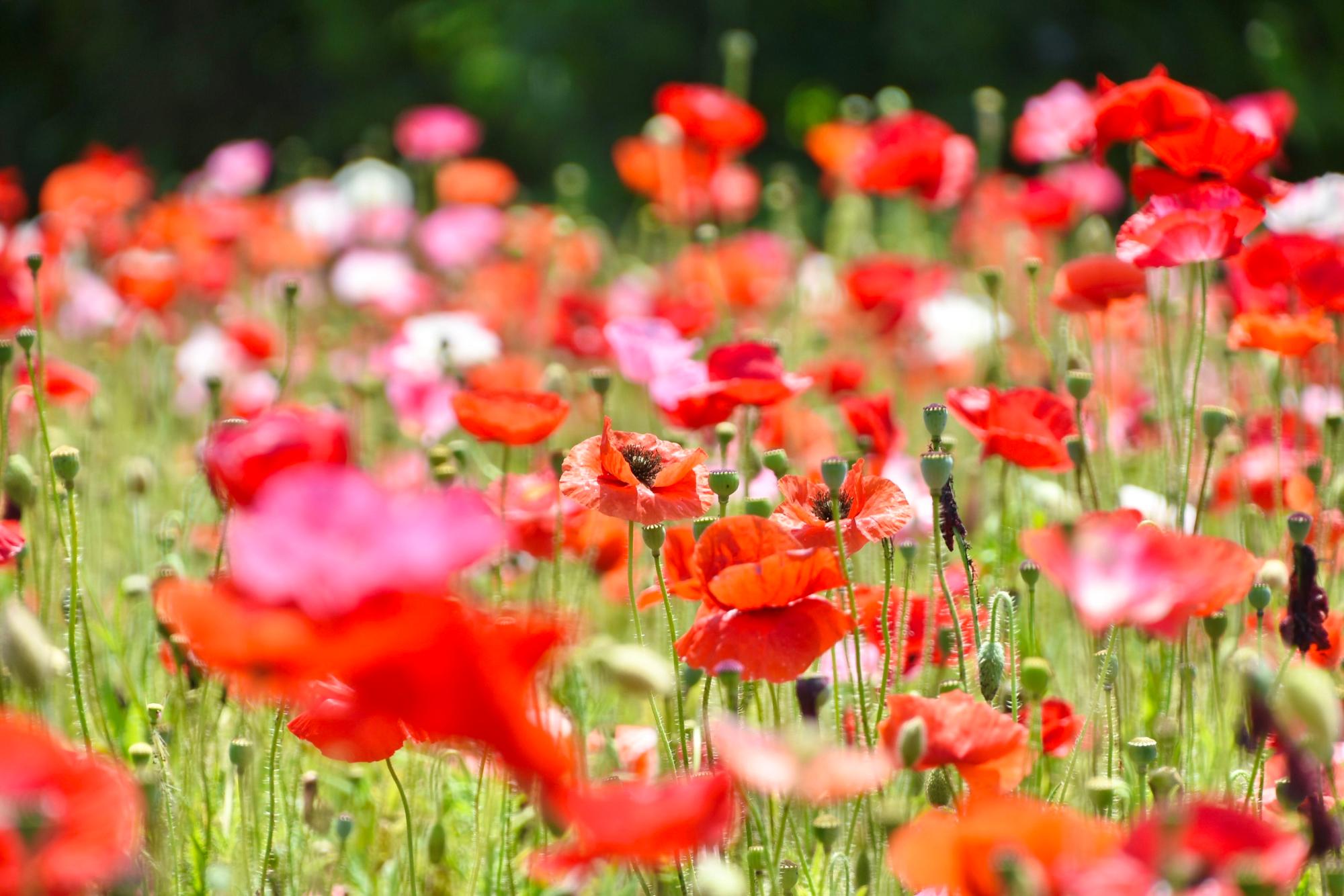 色とりどりのポピー