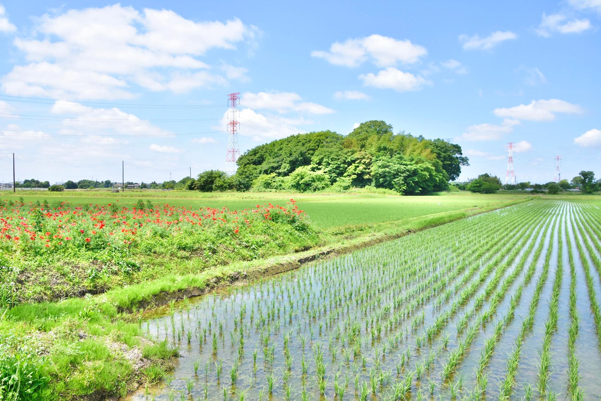 田んぼの隣にあるポピー畑