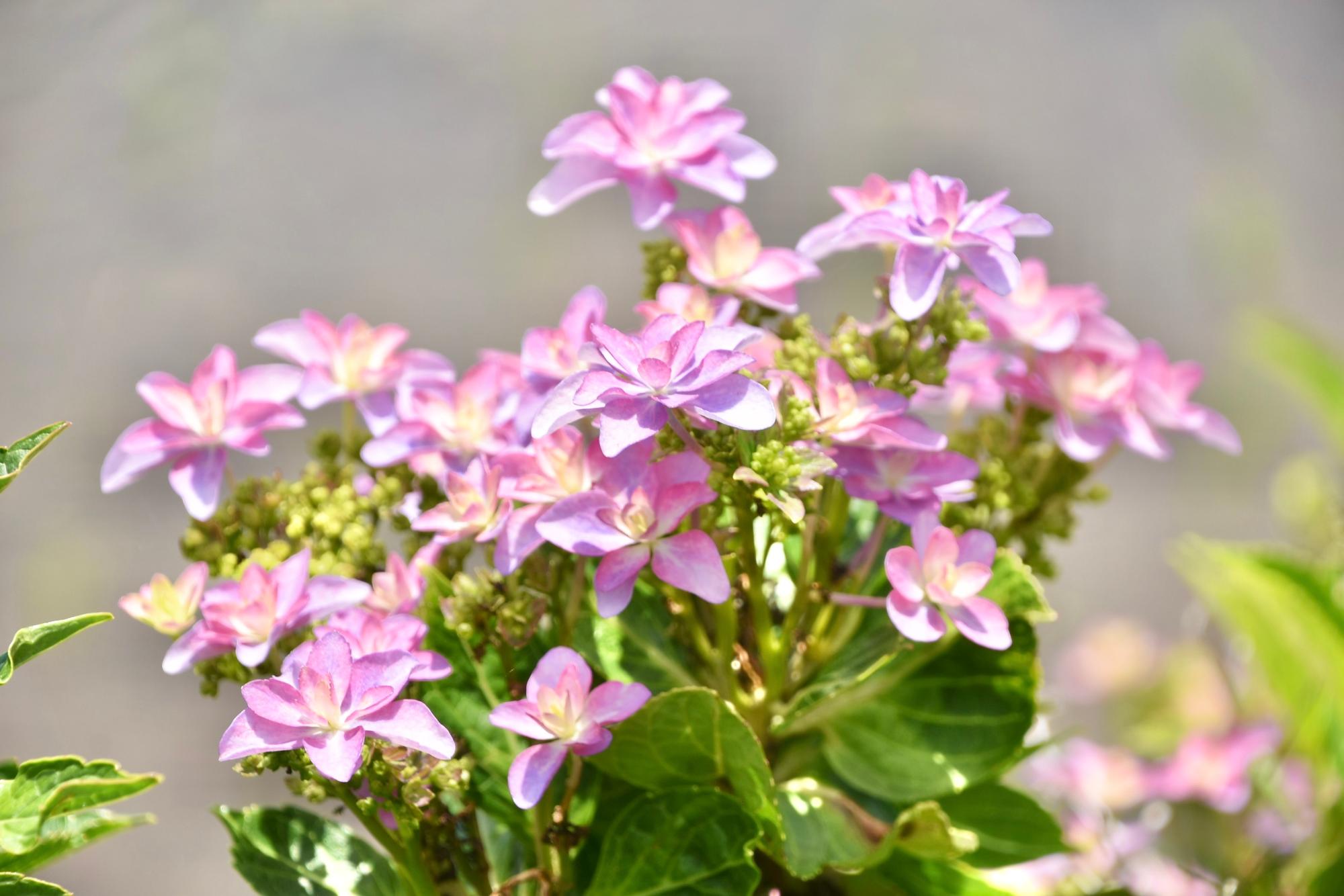 桃色のアジサイ