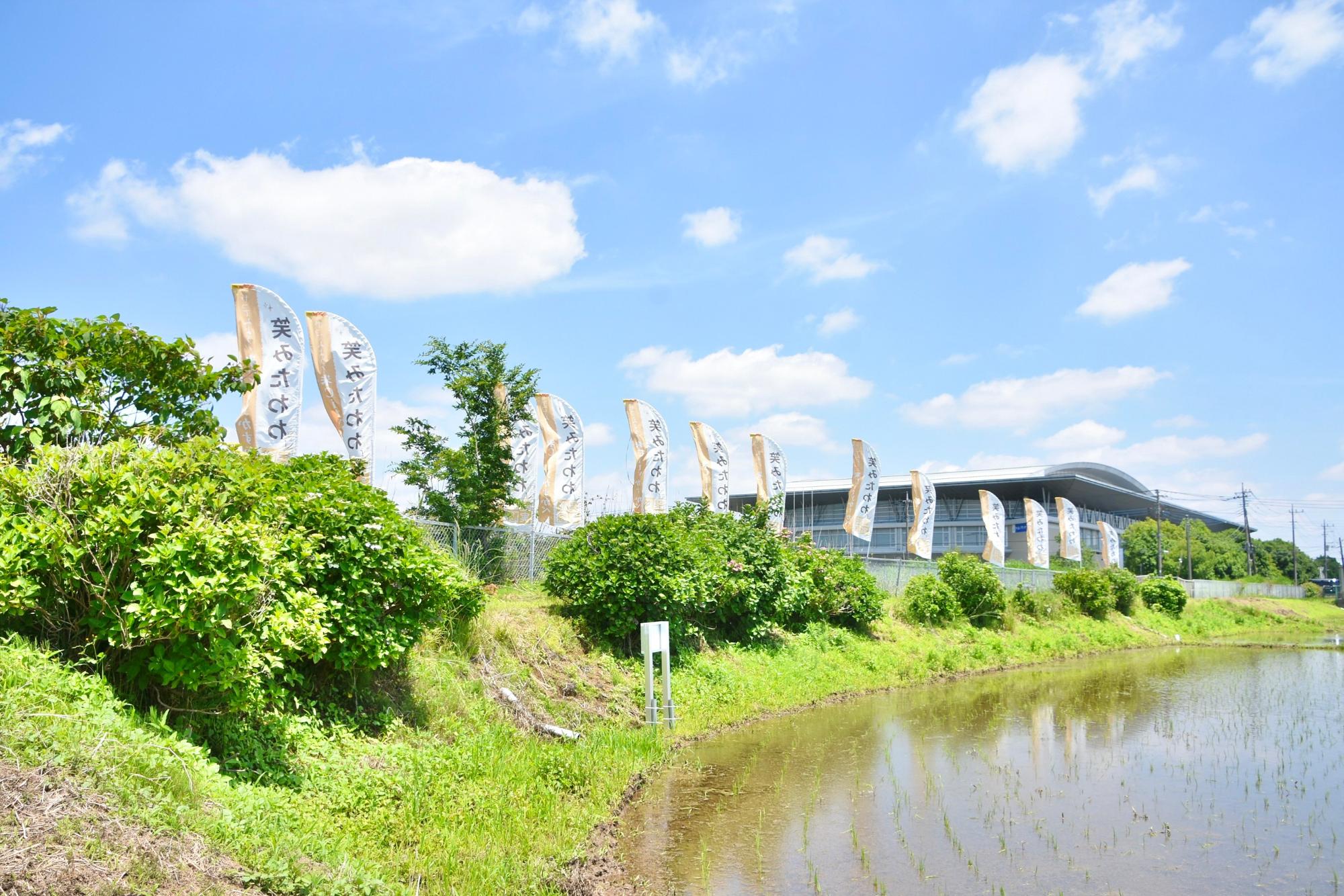 水路脇に並ぶアジサイの株