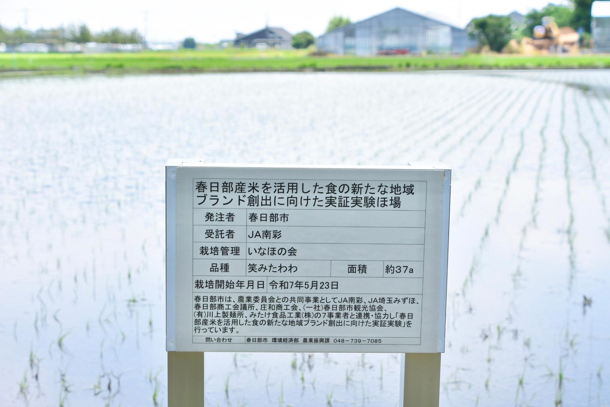 米粉の実証実験ほ場