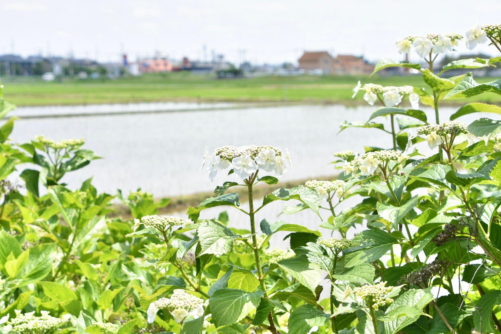 白色のアジサイ