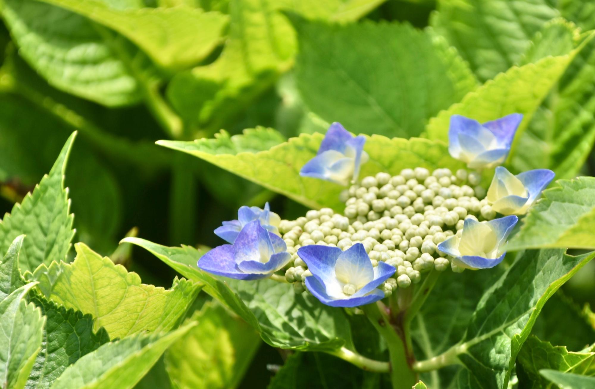 青色のアジサイ