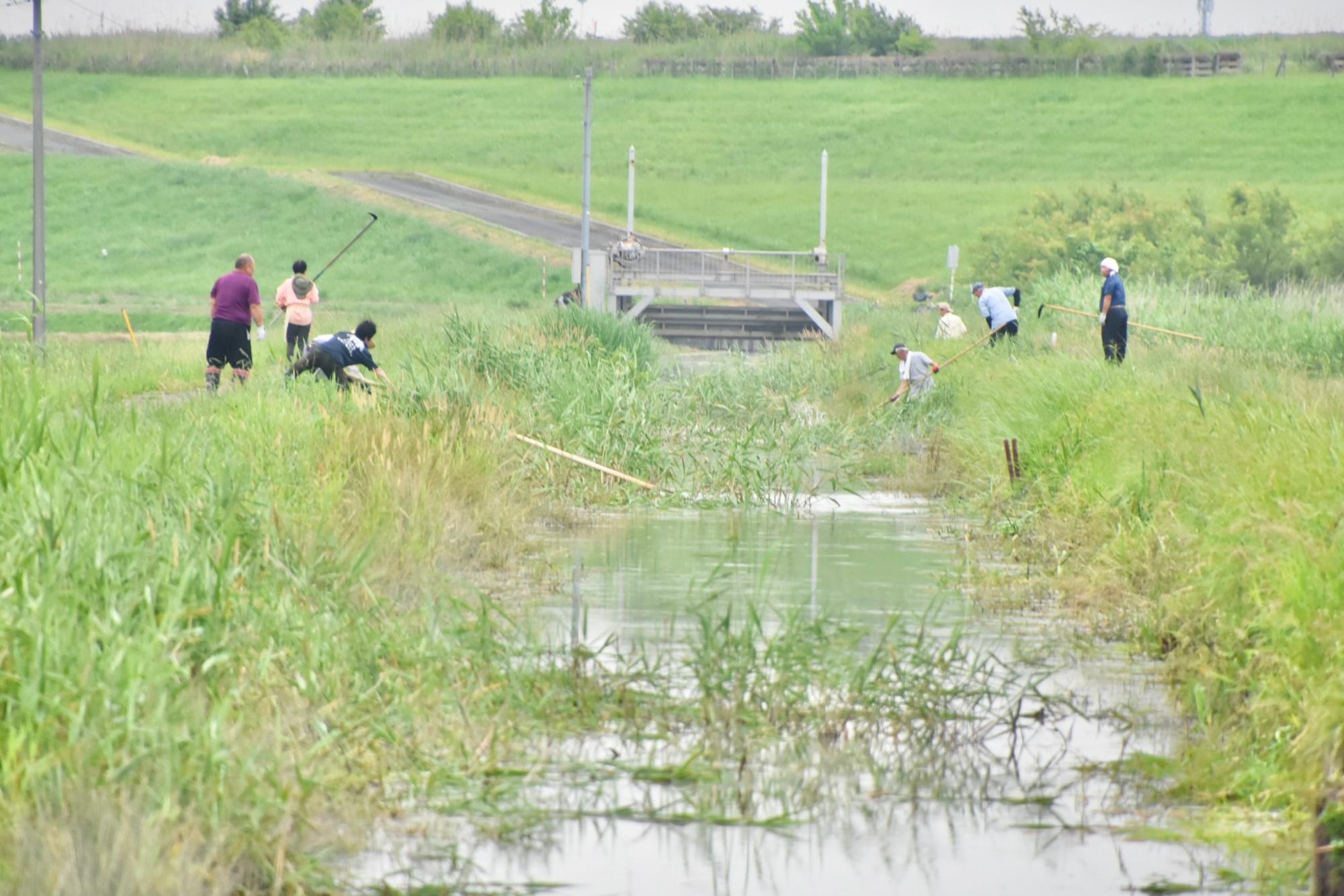 分担の水門まで草刈りを進める様子