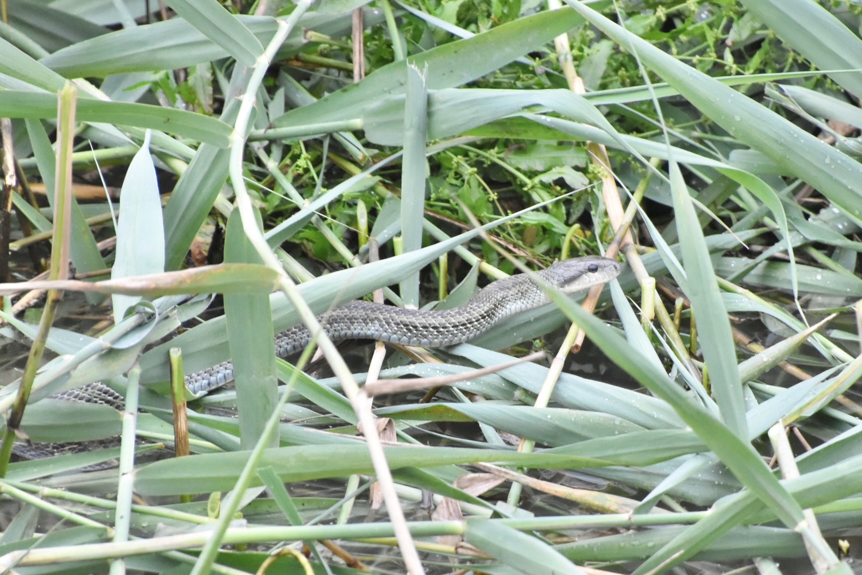 アオダイショウ