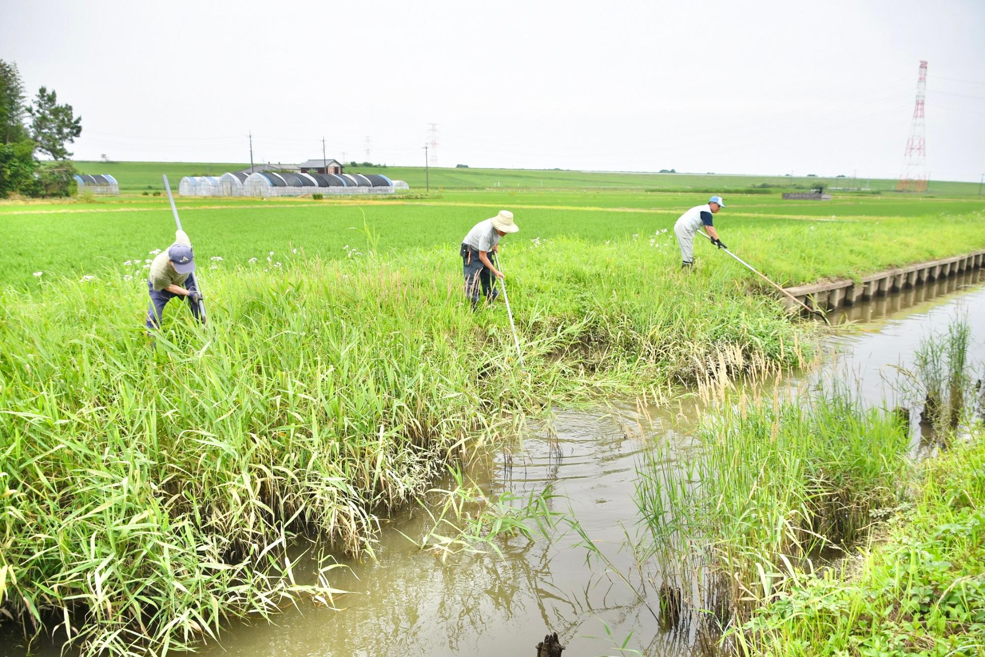 水路に落ちないよう、足下に注意して除草作業を進める構成員