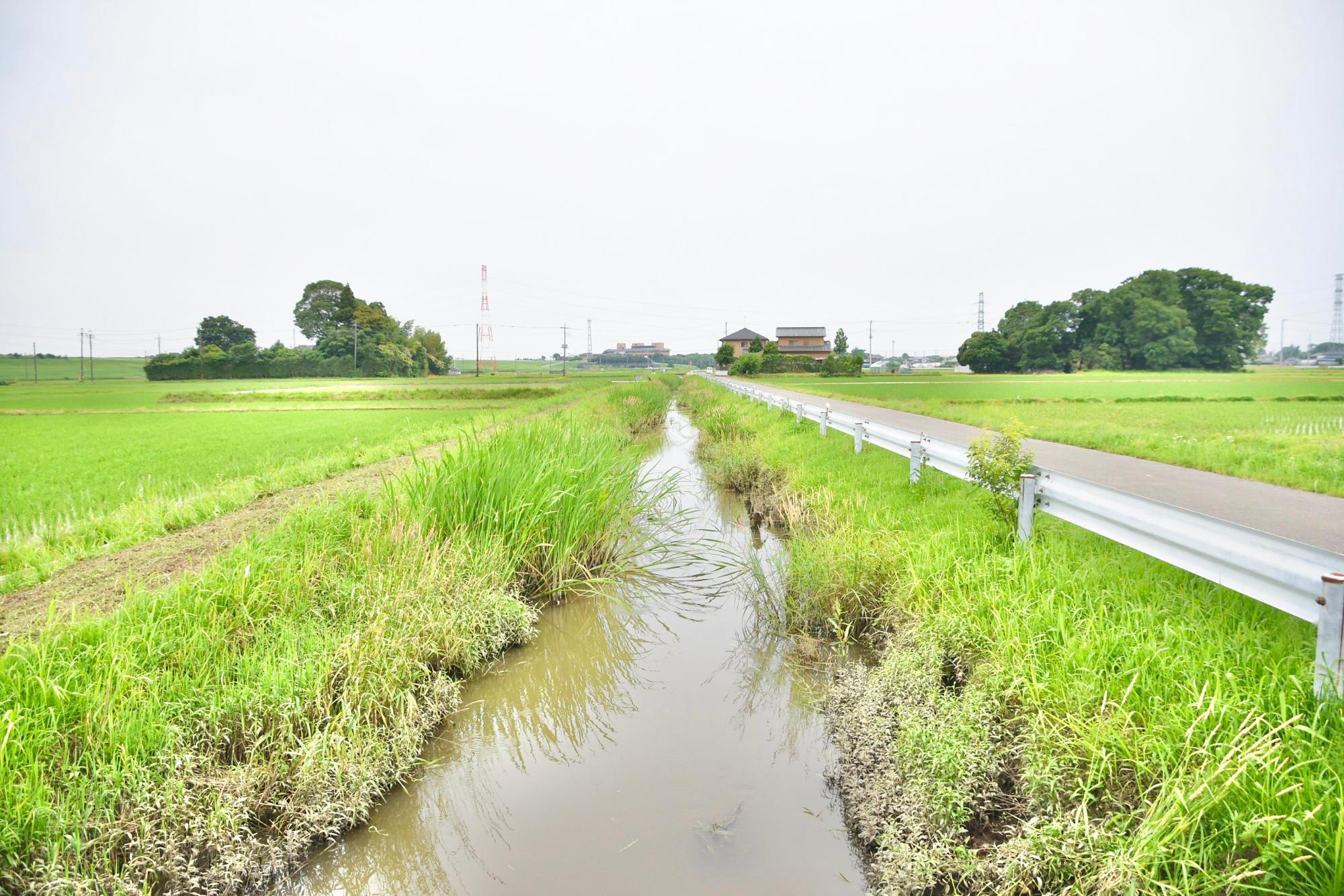 除草前の水路