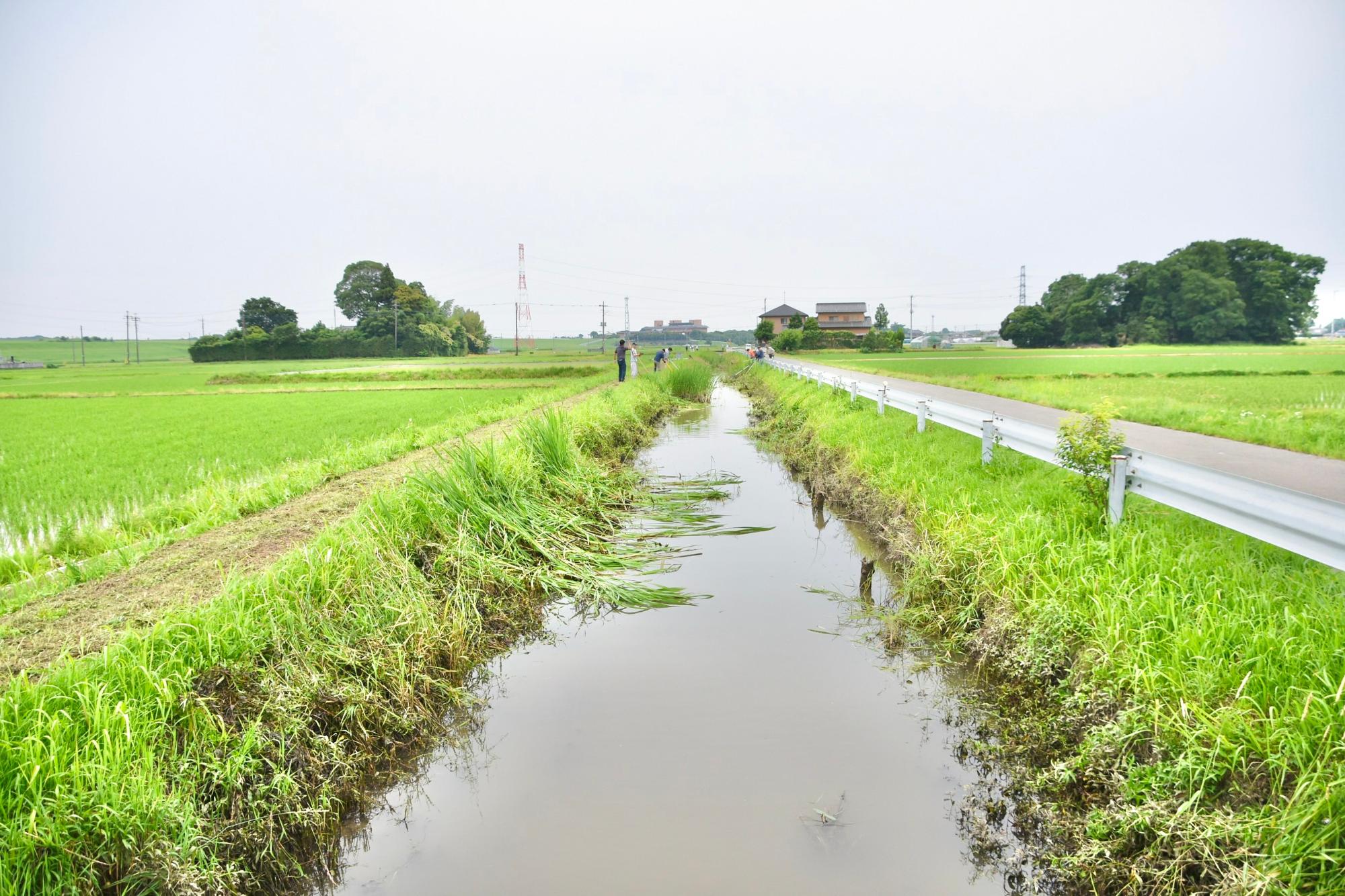 除草後の水路