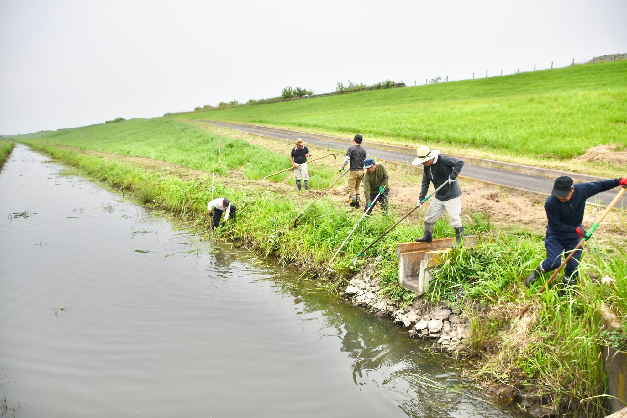 江戸川堤防の脇を流れる根用水路の除草
