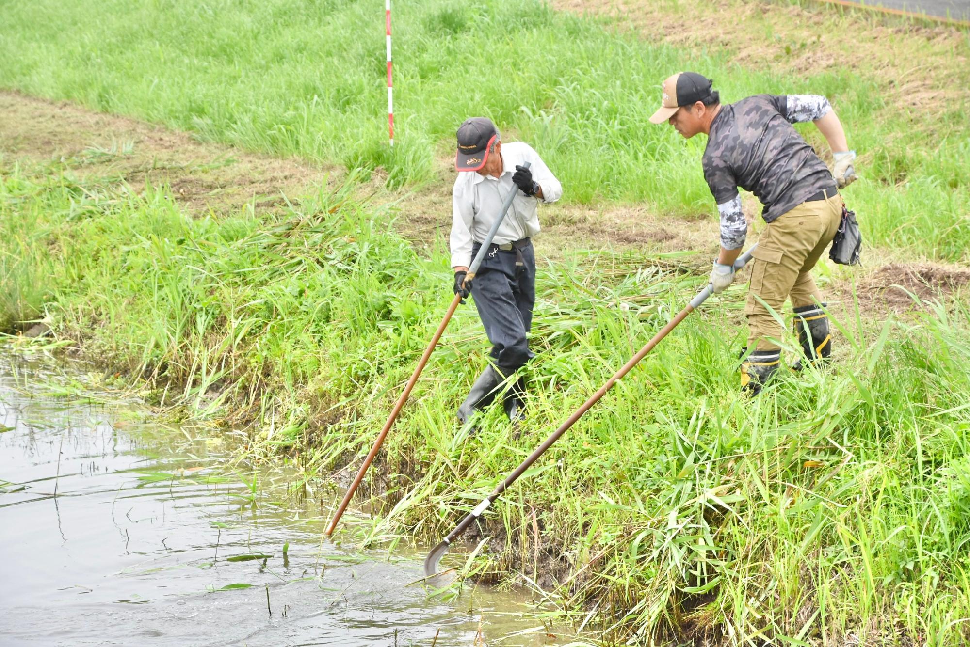 鎌を手前に引き、法面に草を引き寄せる様子