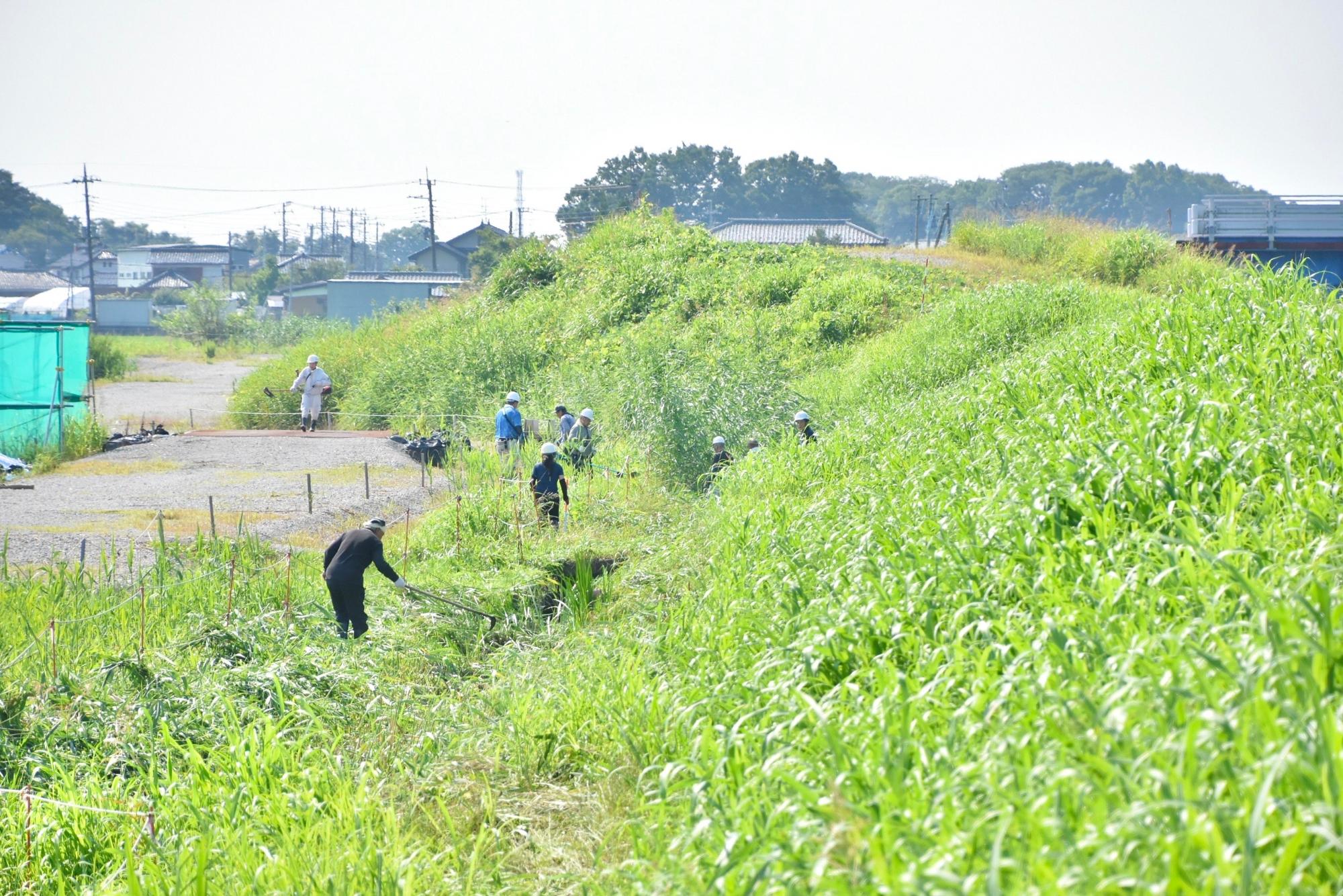 水路に生えた草を刈り進めていく