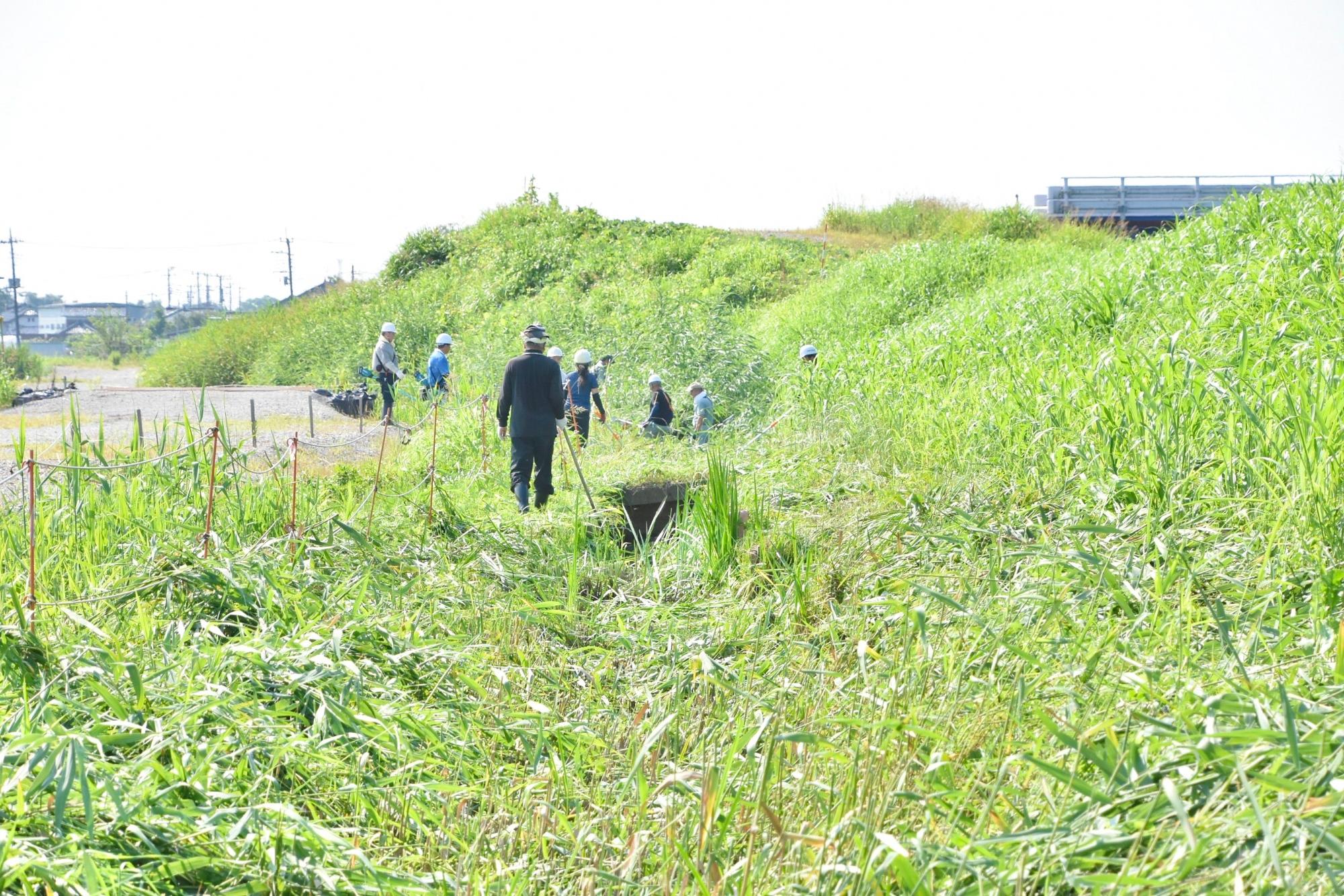 背丈を超える草が水路にびっしりと生えている