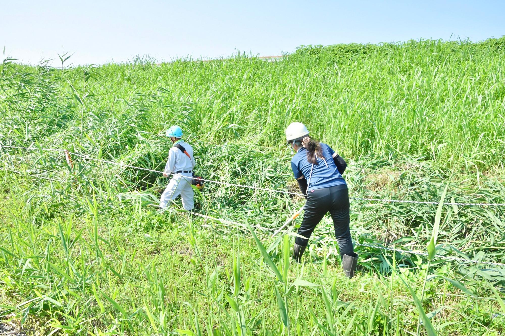 草を刈る人に、水路から刈った草を引き上げる人が続く