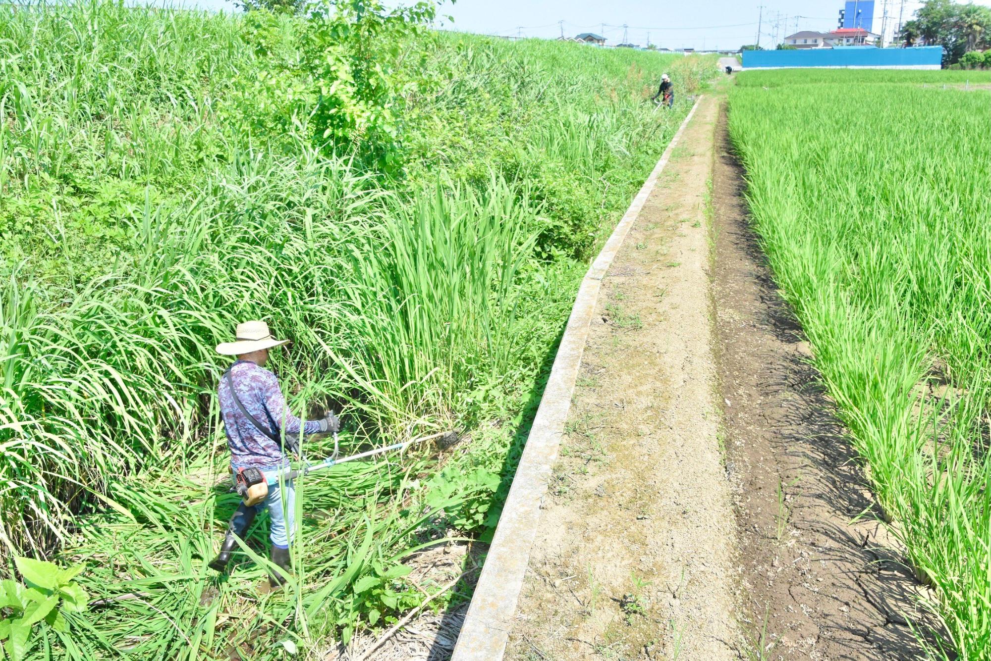 水路に生える草を次々と刈っていく様子