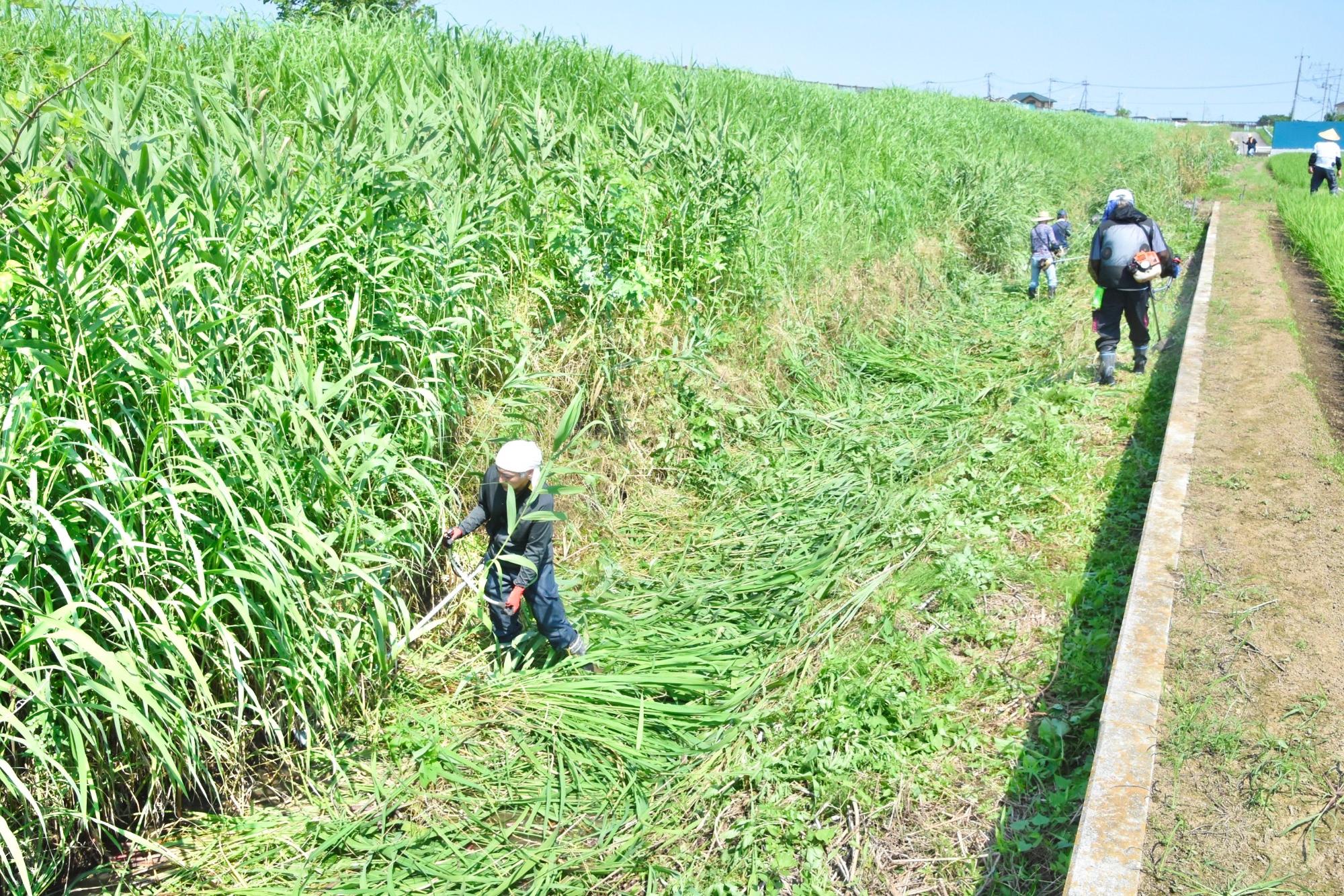 草が生い茂っていた所で、水が見えるぐらいに草刈りが進んだ