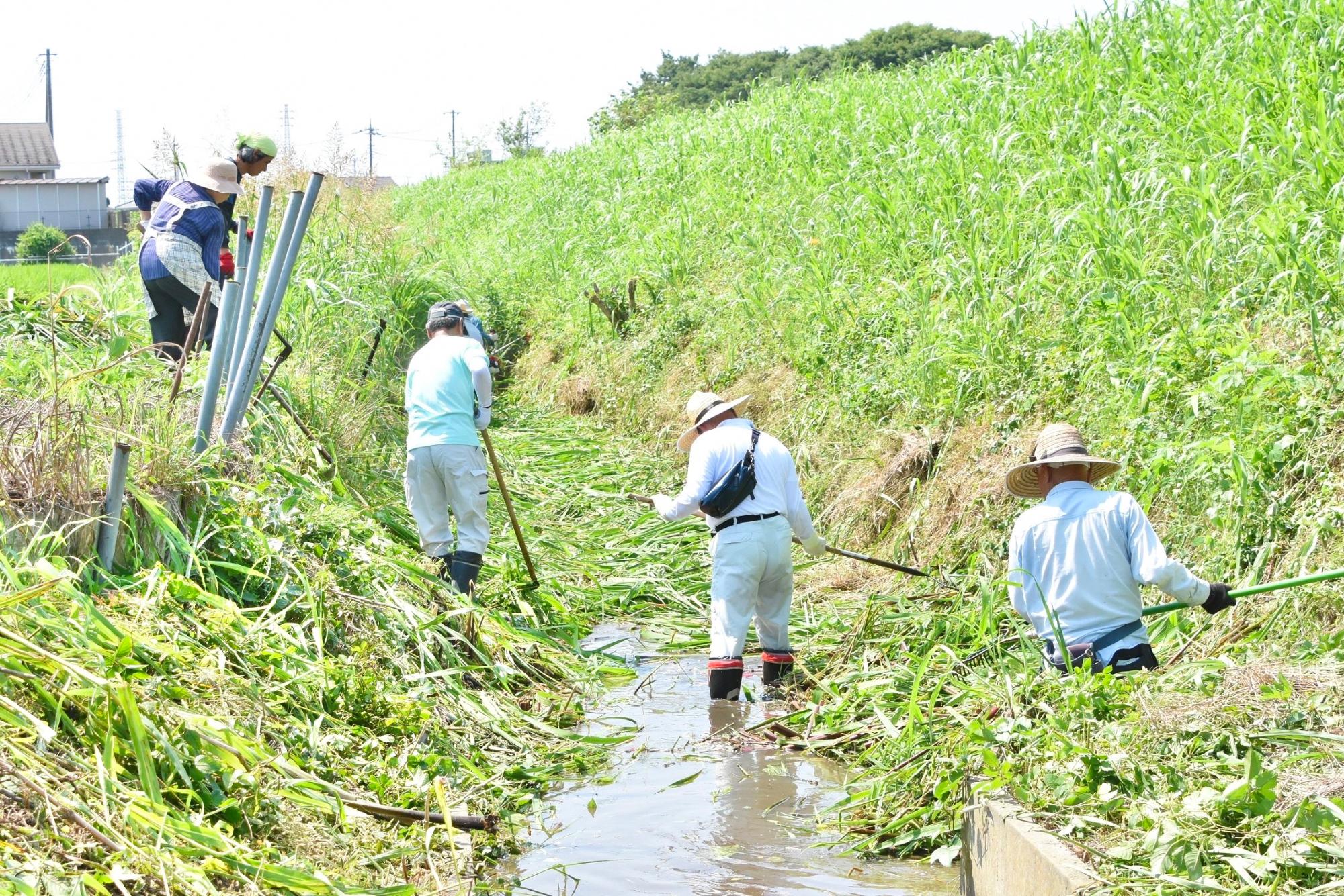 鎌部隊は刈った草を水路から引き上げていく