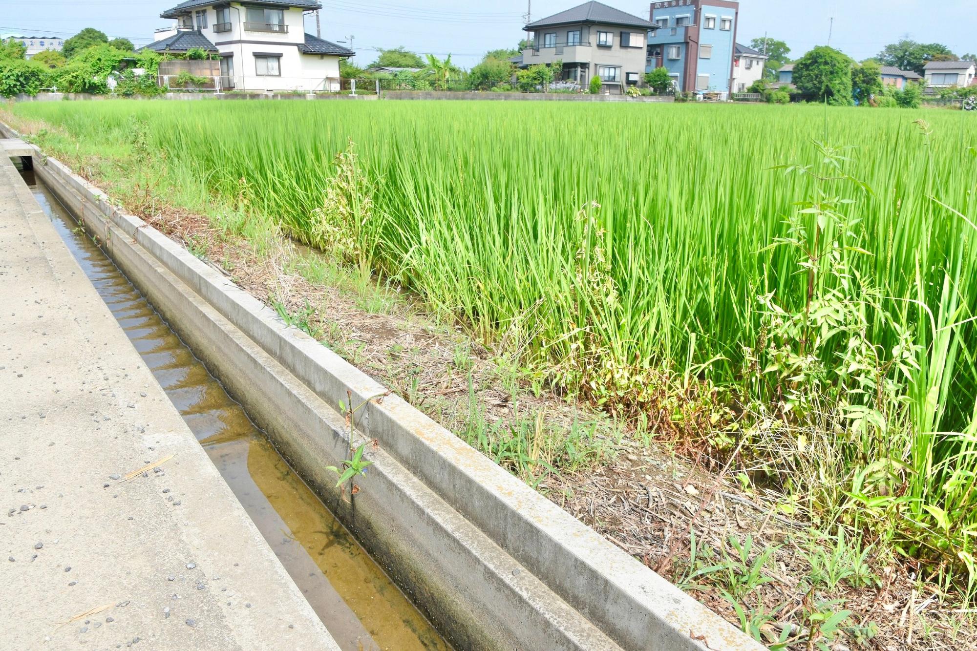 静かだった水路に、波を打って入ってくる用水