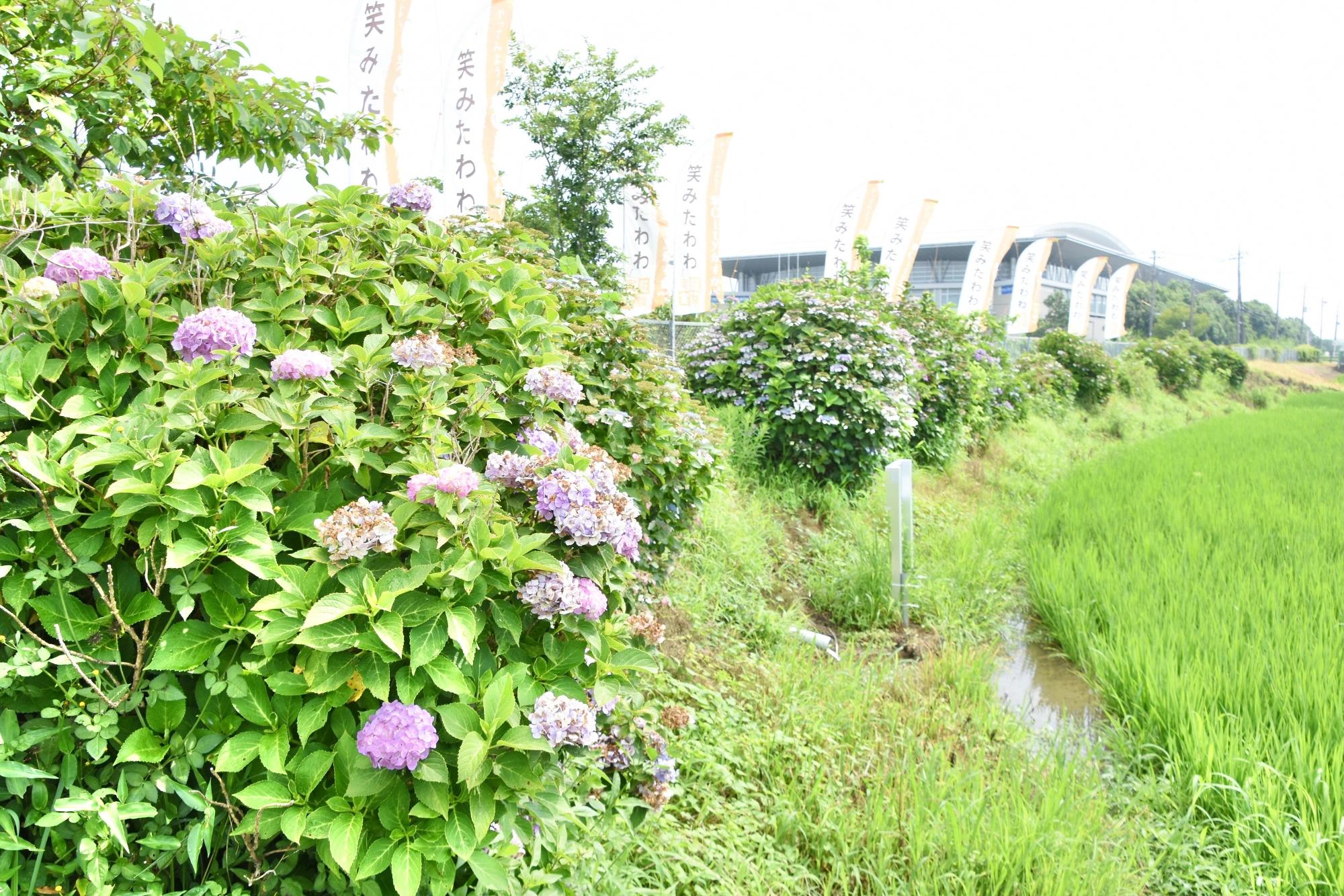 アジサイが並ぶ法面