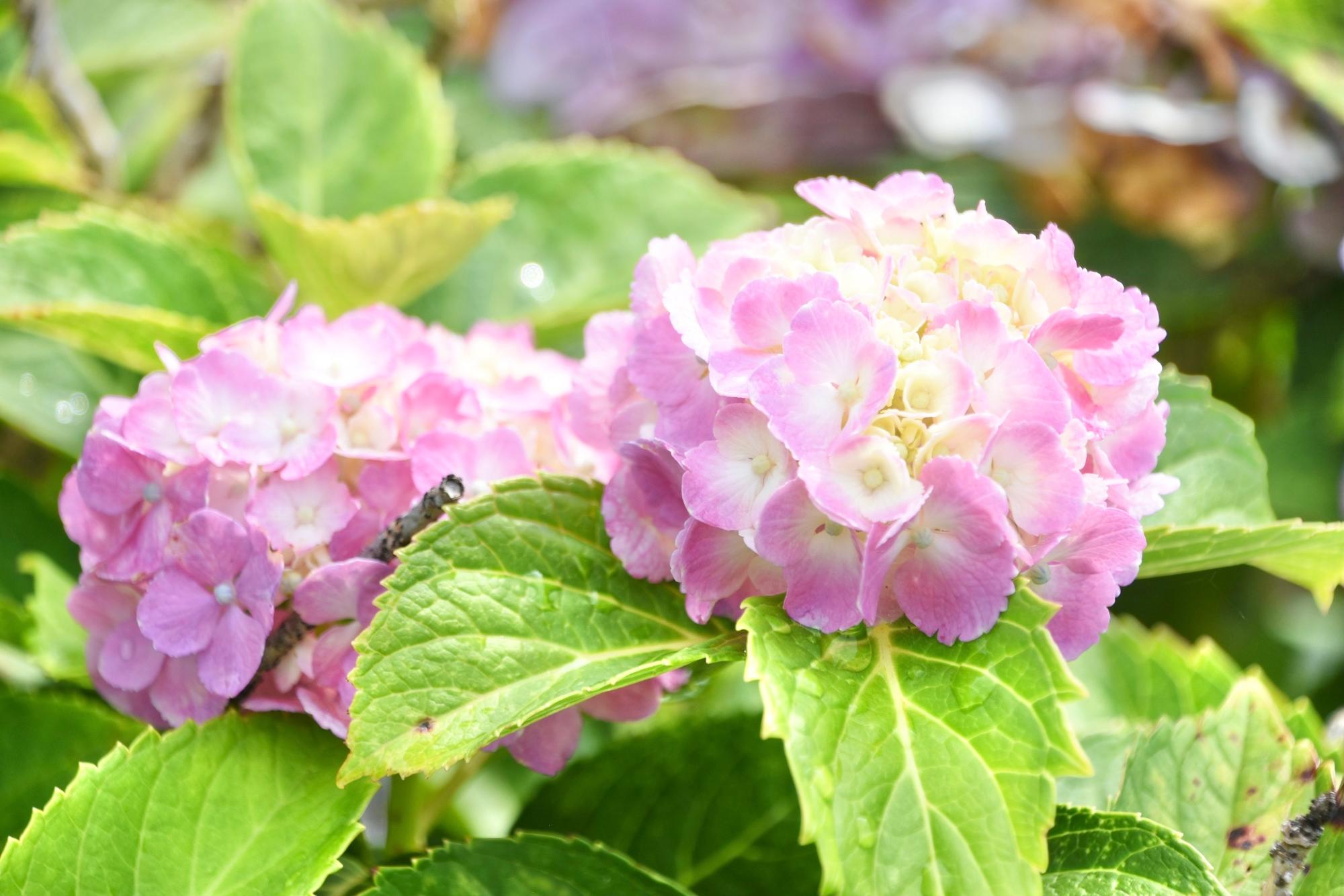 ピンク色のアジサイ