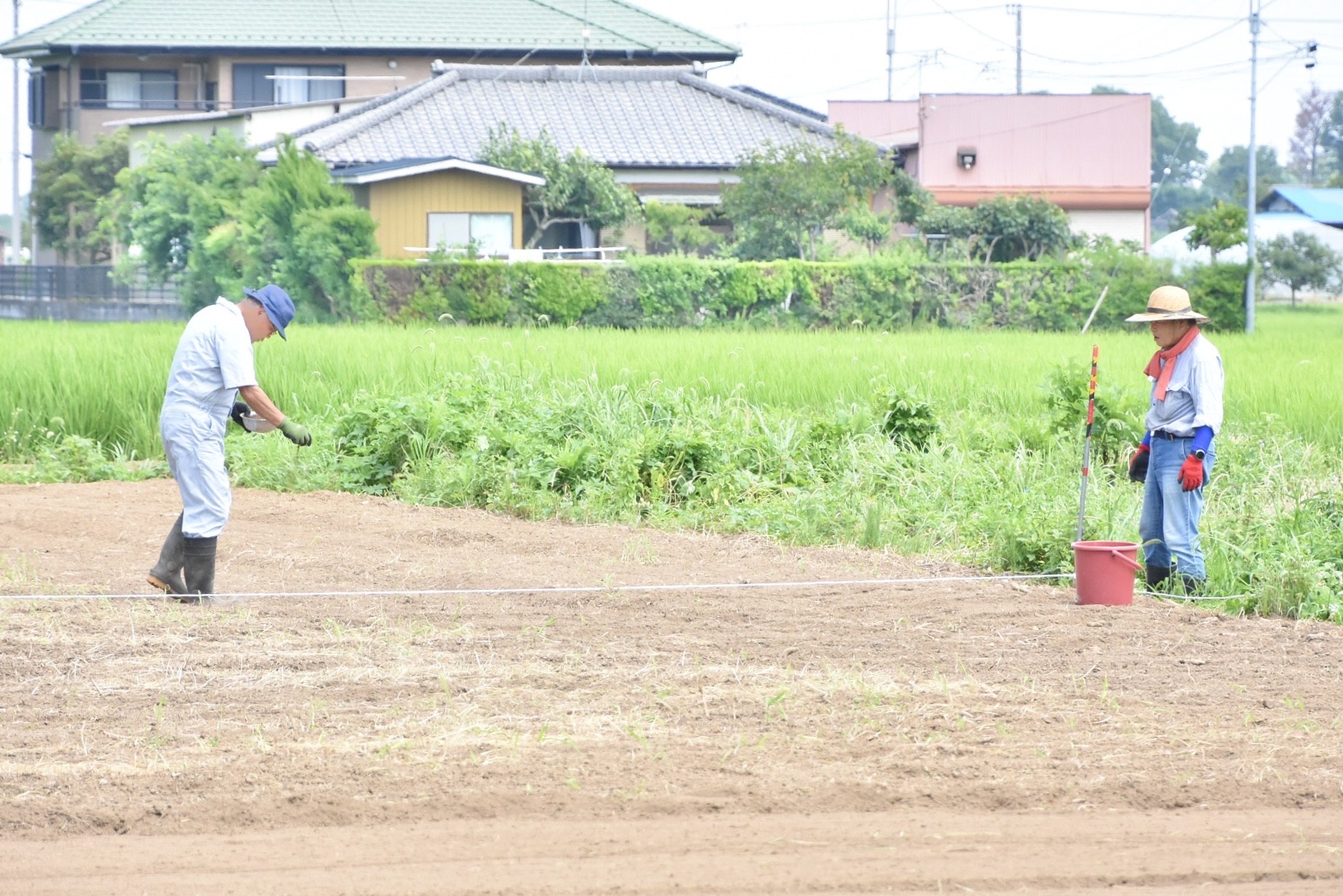 手でソバの種をまく様子