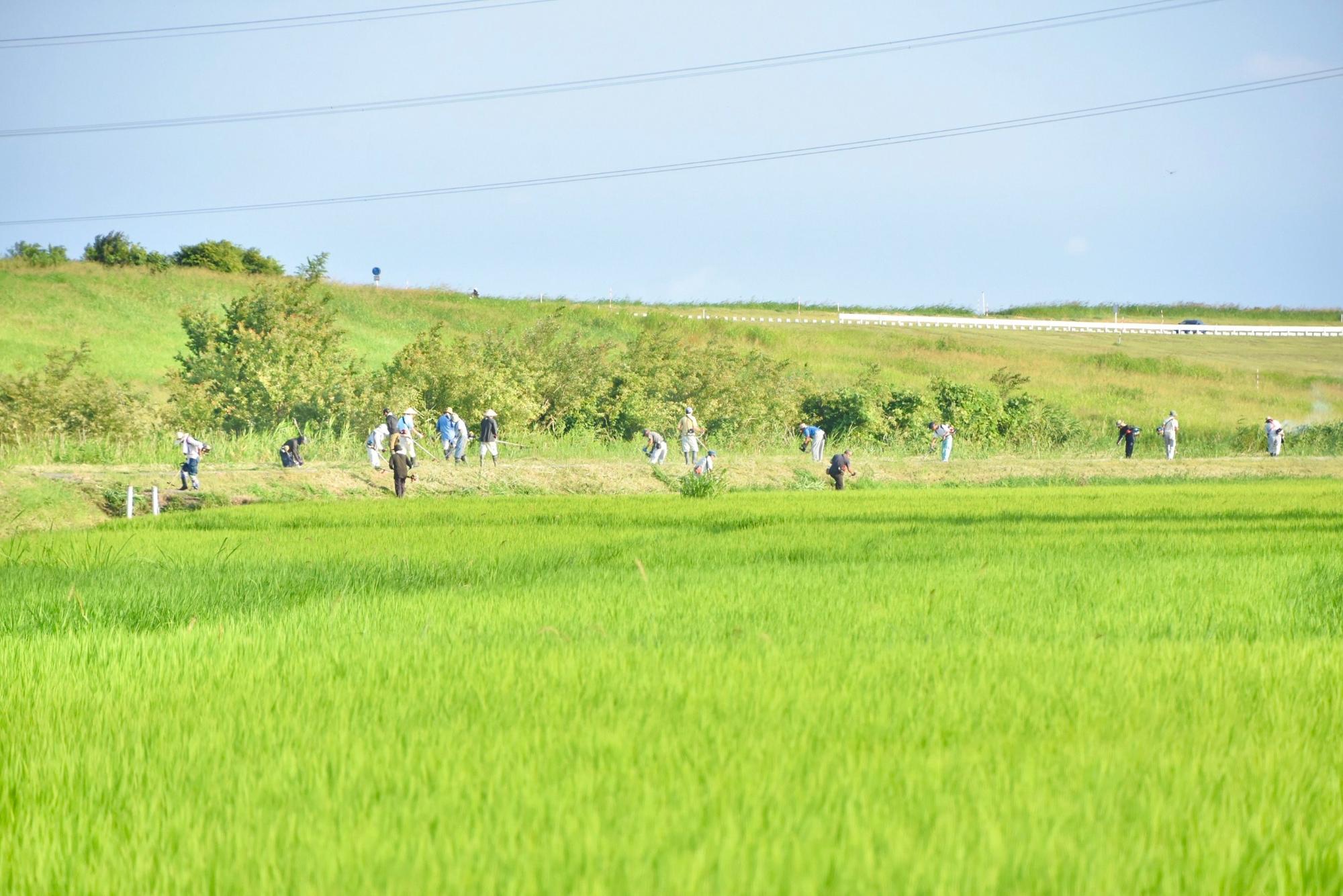 根用水路の法面に集まる構成員たち