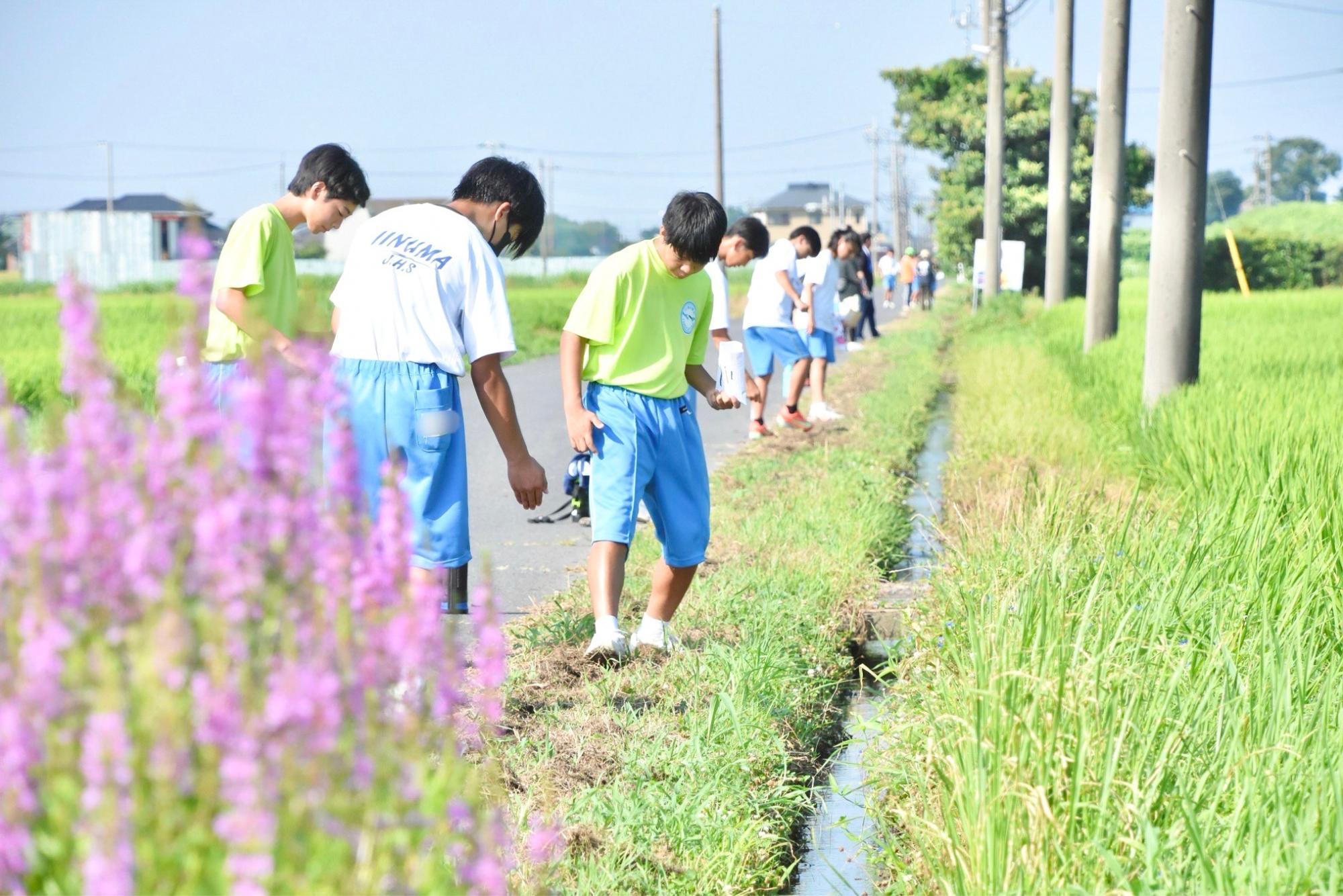 種をまいた所を軽く踏む様子
