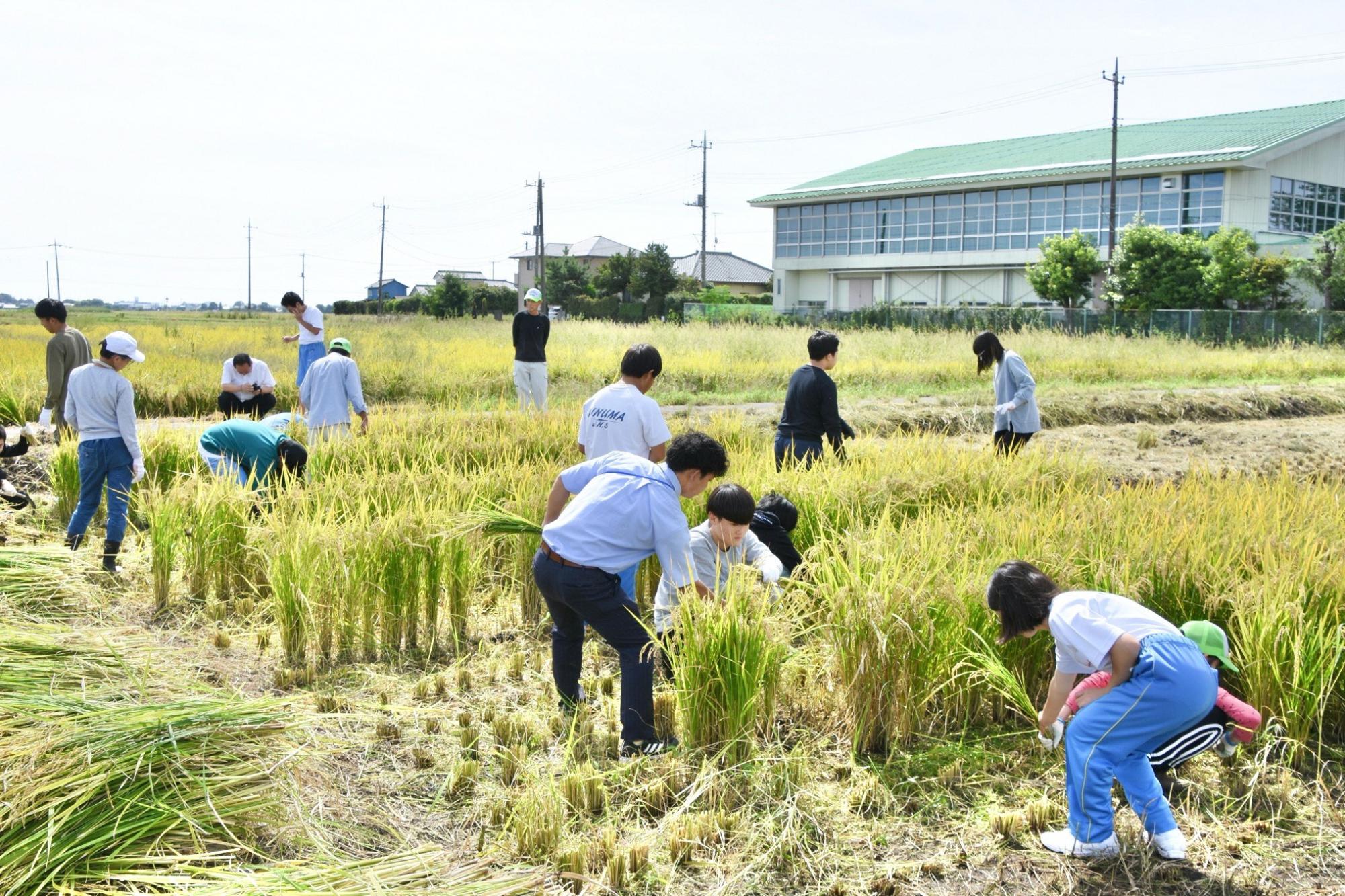 刈り取りが進む様子