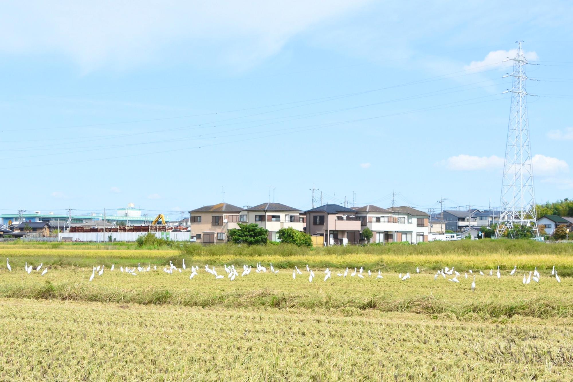 周辺では、稲刈りが終わったばかりの田んぼにシラサギが集合