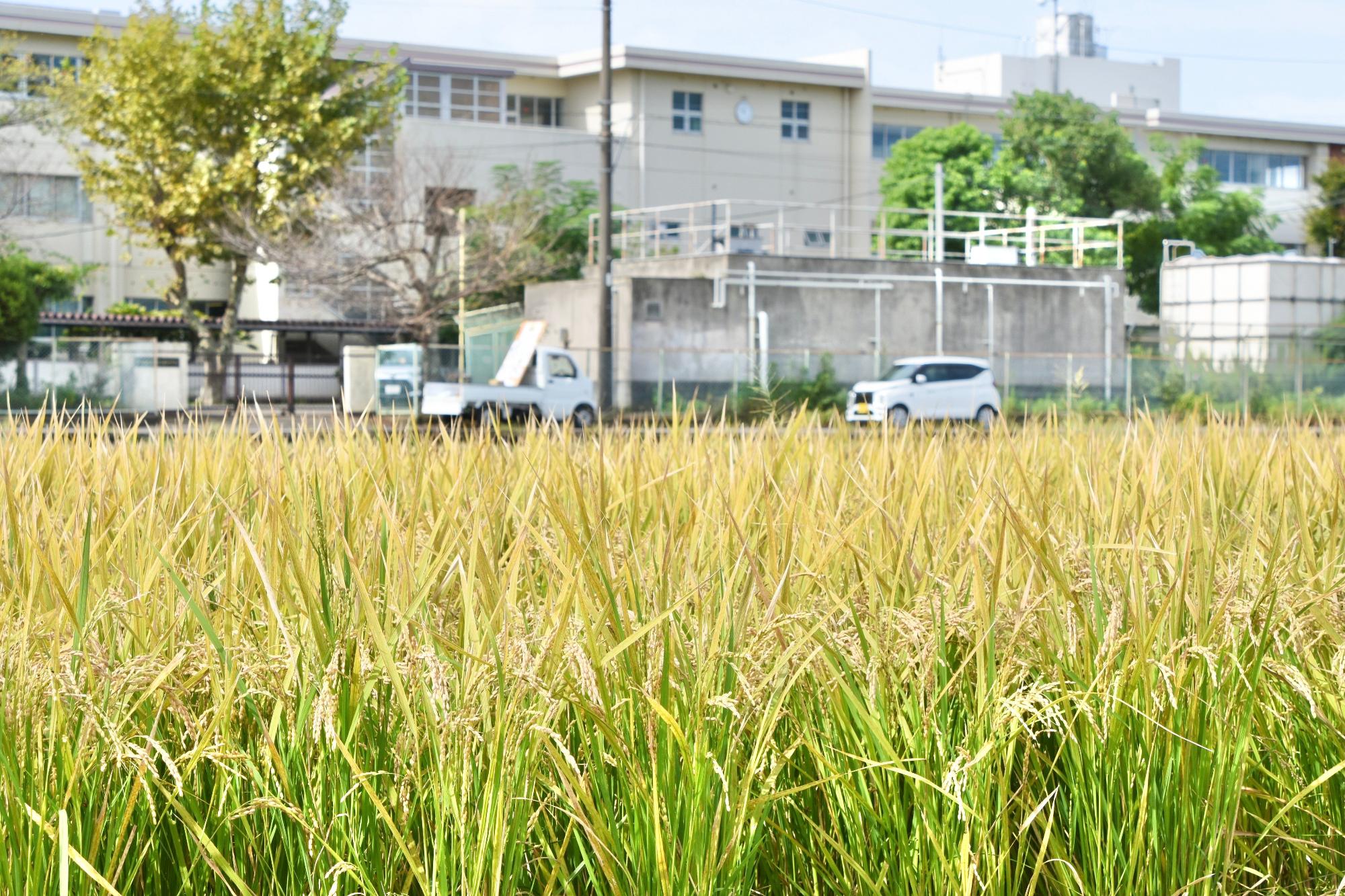 飯沼中学校の目の前にある体験ほ場