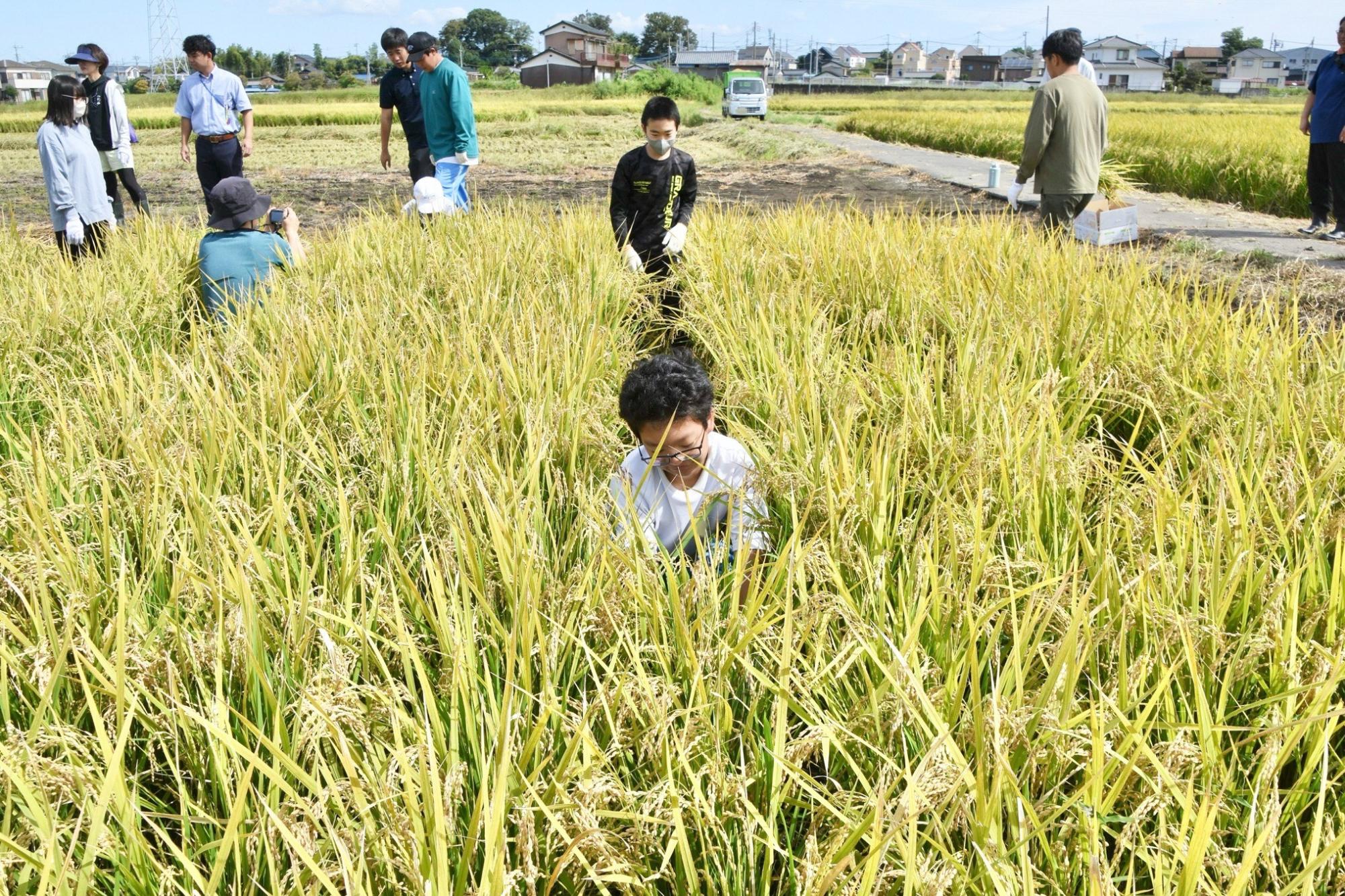稲刈り体験で一列ずつ刈り進める様子