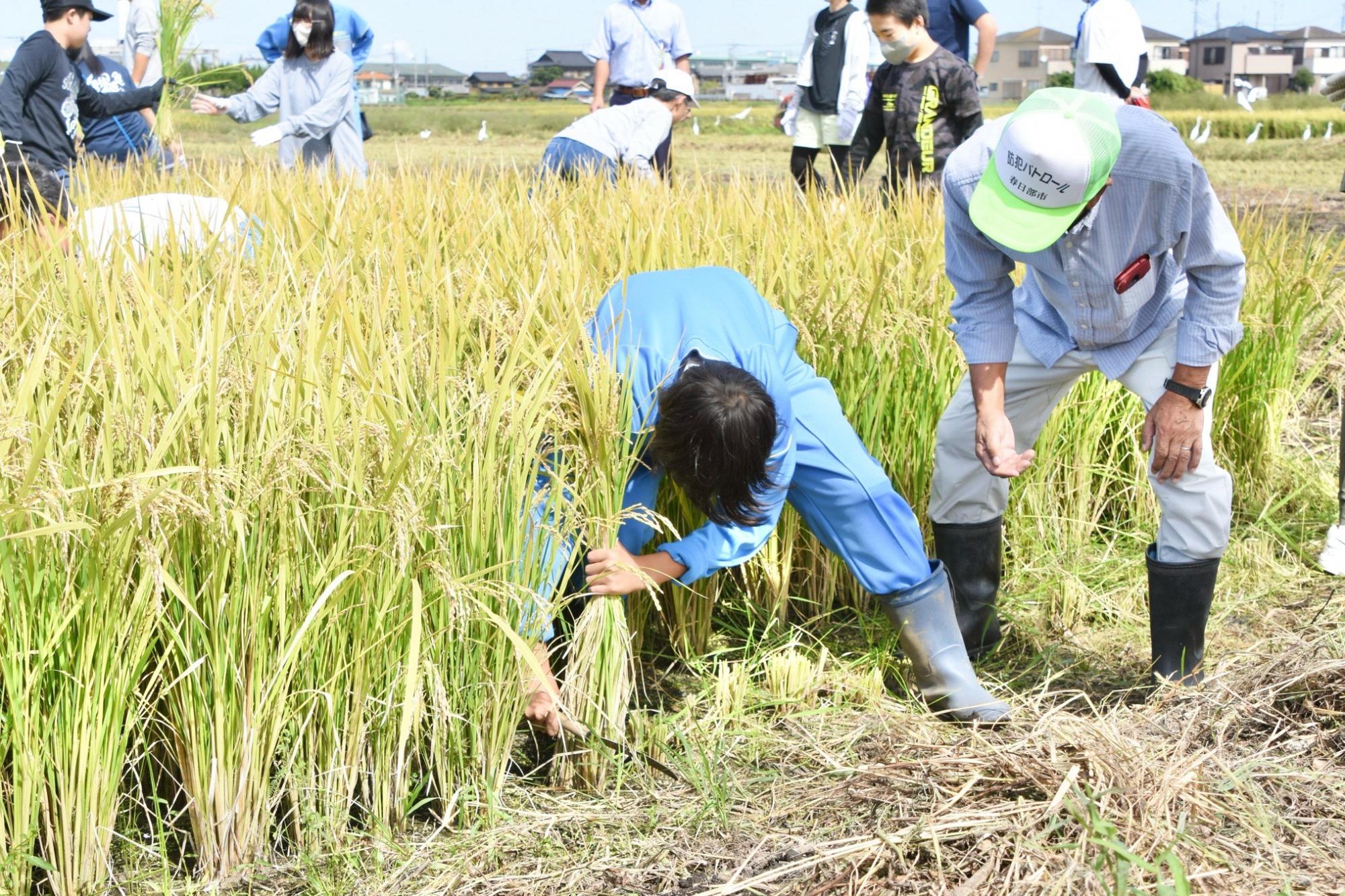 組合長からコツを聞きながら稲刈り体験