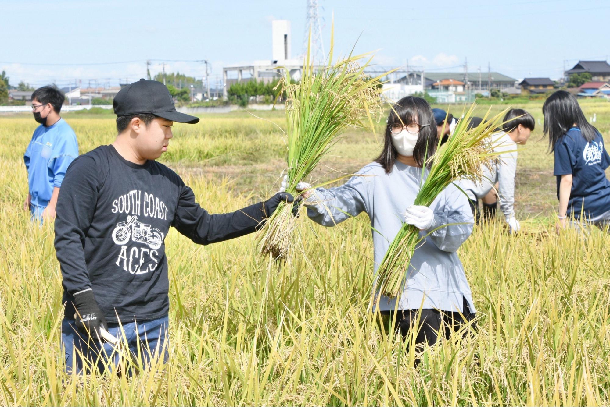 刈る人、刈った稲を運ぶ人で分担