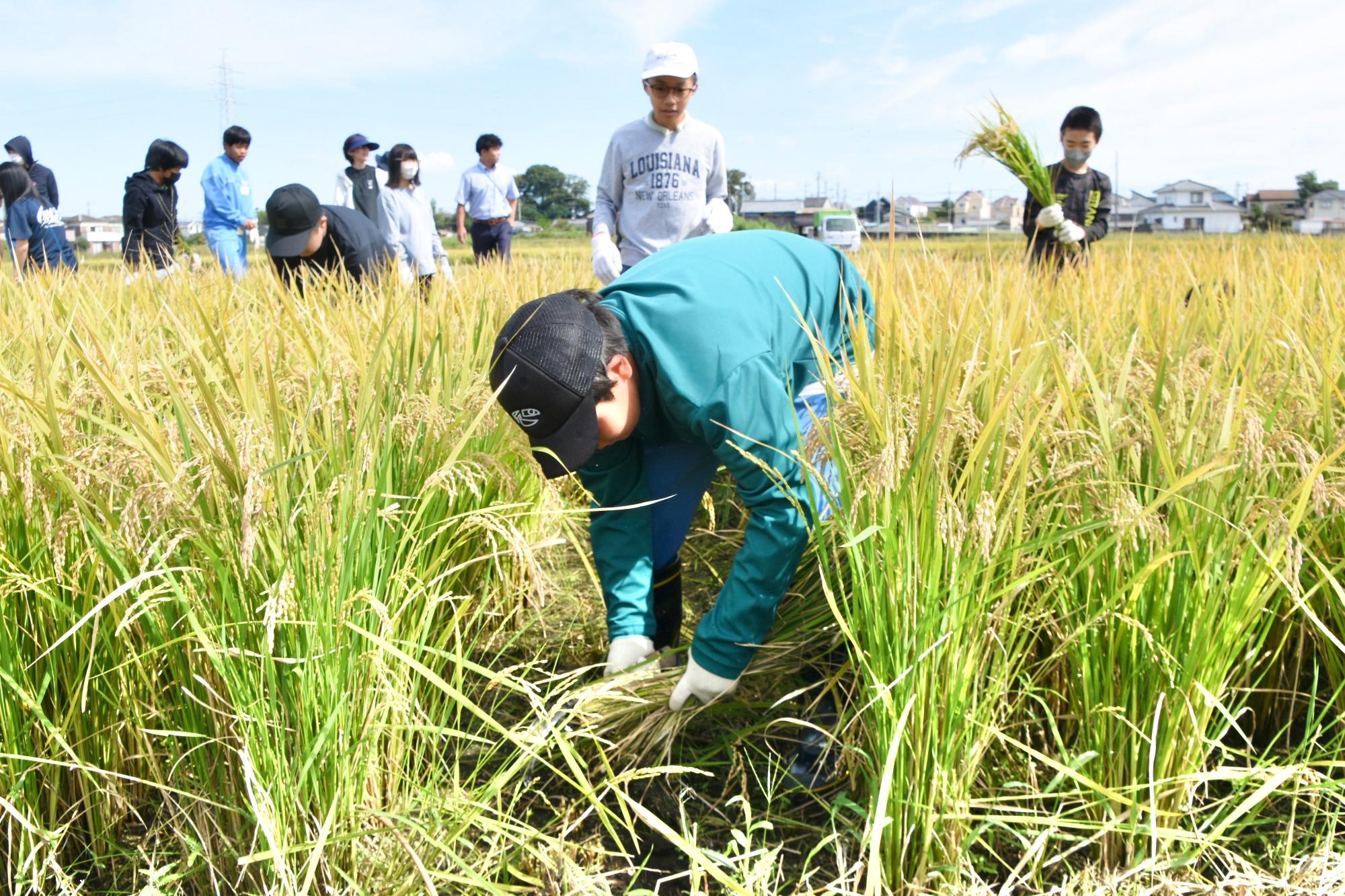 一列刈り終わり、開通