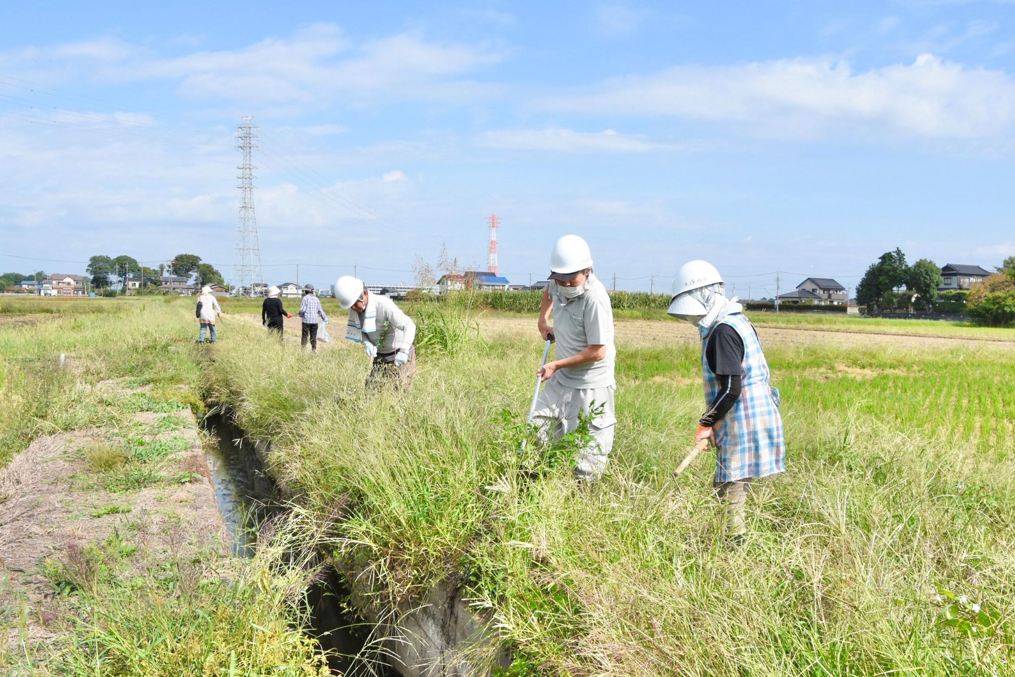 長い鎌で水路内に伸びる草を刈る様子
