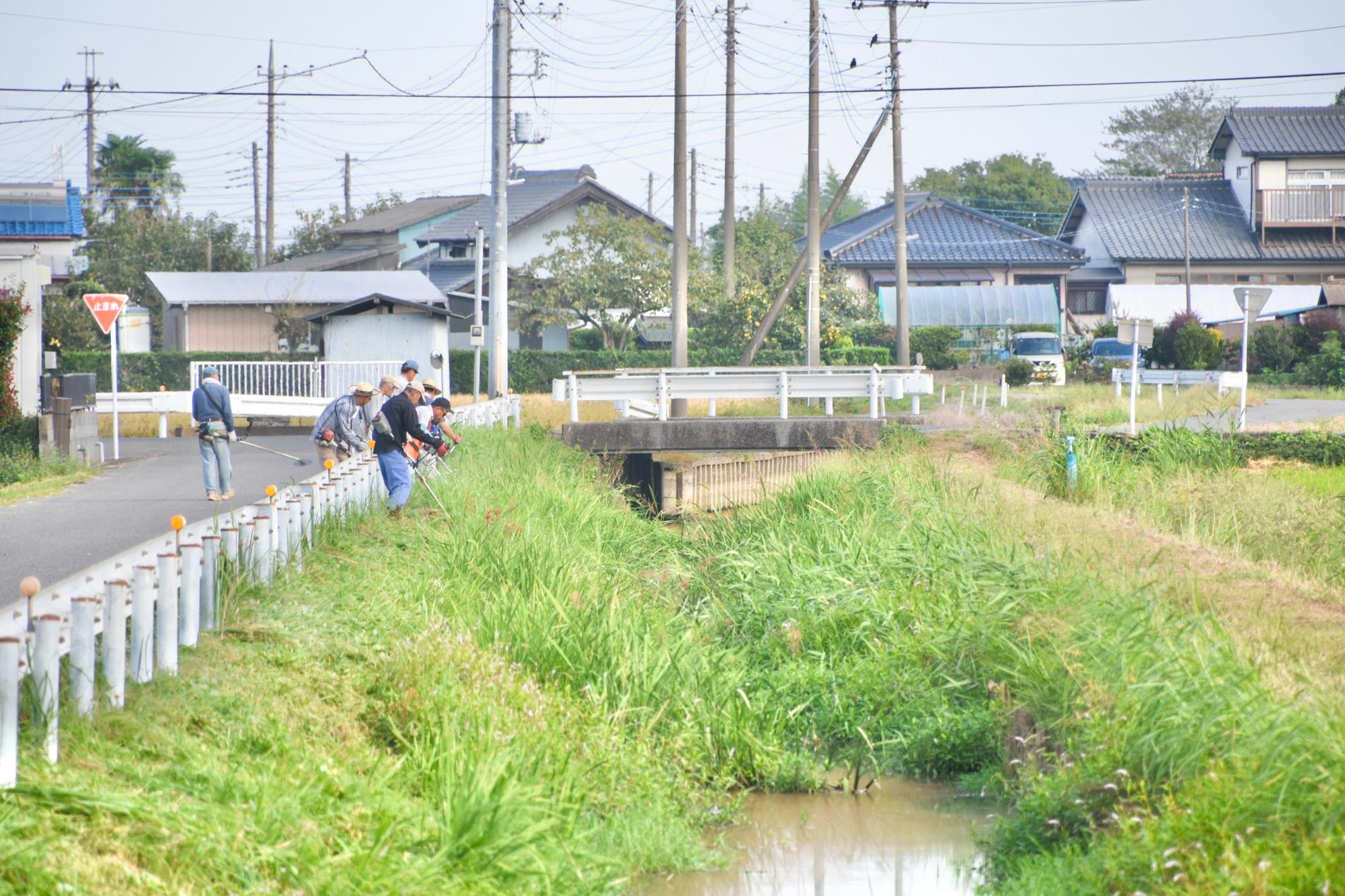 水路を覆い尽くす雑草