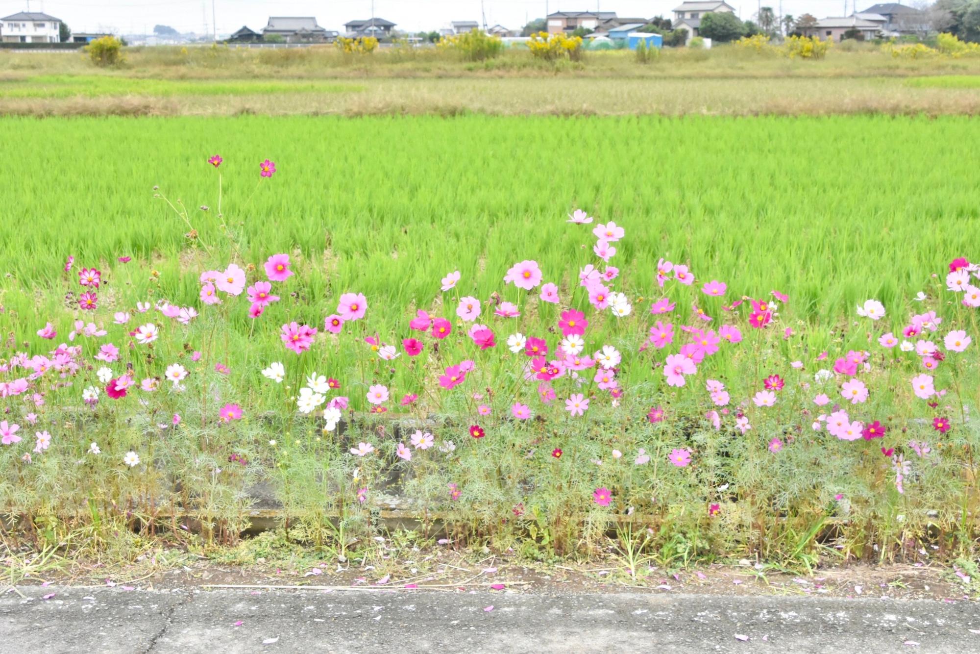 道路沿いのコスモス