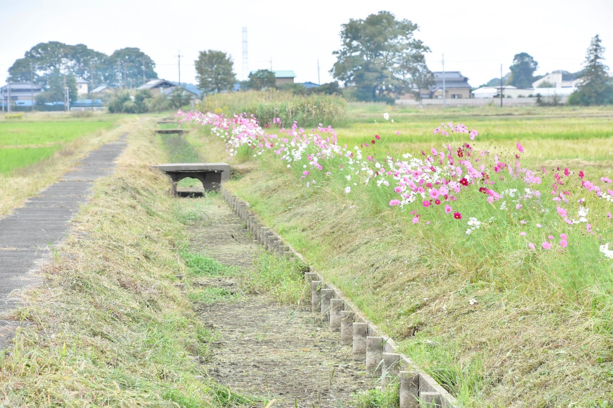 今まさに見ごろです