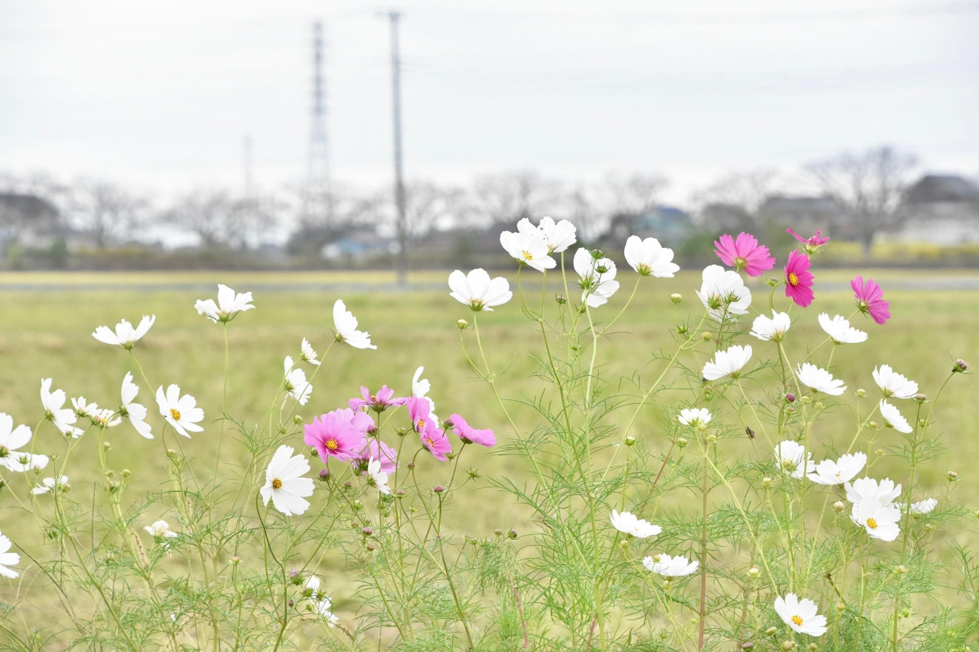 ピンクと白のコスモス